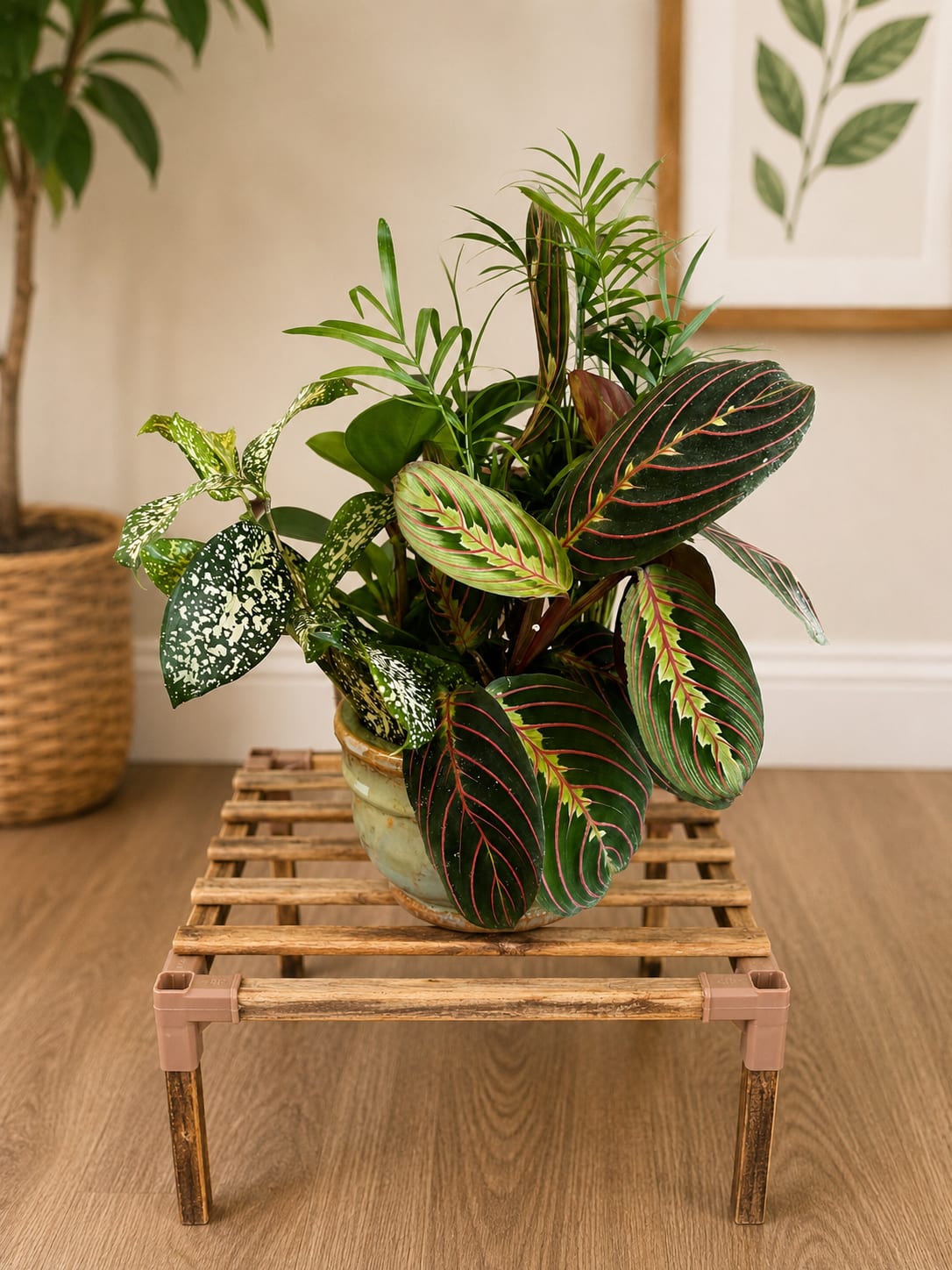 Living Greens Garden - Layered tropical foliage steals the show in this living greens garden - a houseplant arrangement perfect for a housewarming gift or everyday surprise for a plant lover. The combination of varied leaf shapes and patterns creates a rich, textured display that reads as both modern and relaxed; pops of pink veining and white speckling lift the overall green palette so the recipient will feel seen and refreshed by the living presence.  This mixed planter arrives arranged in a glazed ceramic pot with an earthy finish that complements tabletop, shelf, or entryway décor. The selection emphasizes easy-care tropical foliage rather than cut flowers, so it's a lasting way to mark moves, new apartments, or simply say "I'm thinking of you." Provide bright, indirect light and regular watering when the top inch of soil dries to keep the arrangement thriving; pot dimensions and specific plant varieties are pictured in the listing.