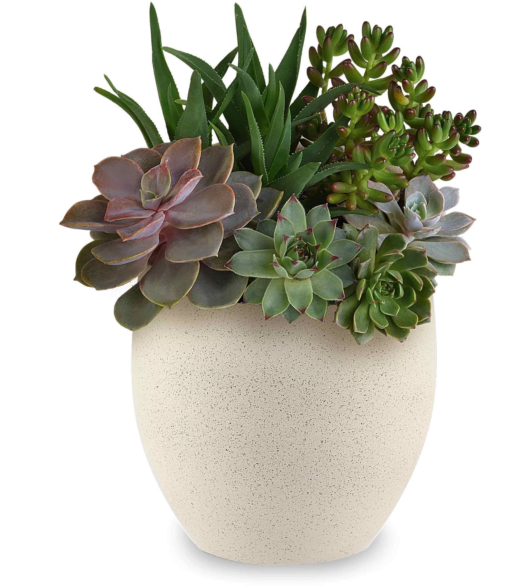 Modern Stone Succulent Garden - Honor Dad with Teleflora's Modern Stone Succulent Garden, a clean, contemporary display of living succulents in Teleflora's Modern Stone Bowl. The faux concrete speckled finish gives this easy-care Father's Day gift cool, modern appeal. Teleflora's Modern Stone Succulent Garden is a modern Father's Day plant arrangement featuring a mix of green succulents, accented with small river rocks, delivered in Teleflora's Modern Stone Bowl. Approximately 9 1/2" W x 11 3/4" H
