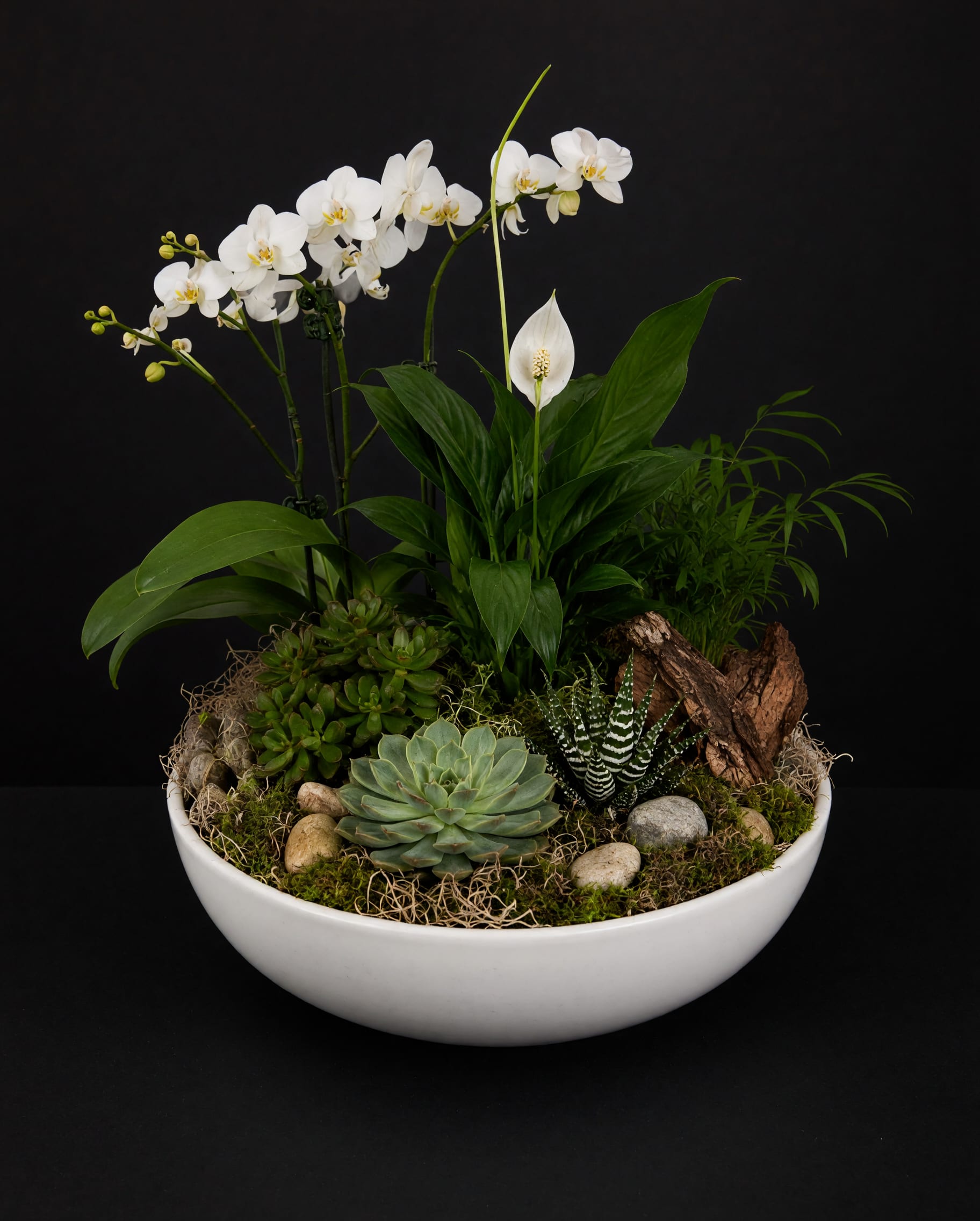              Mixed Dish Garden - It feels like a boutique product!