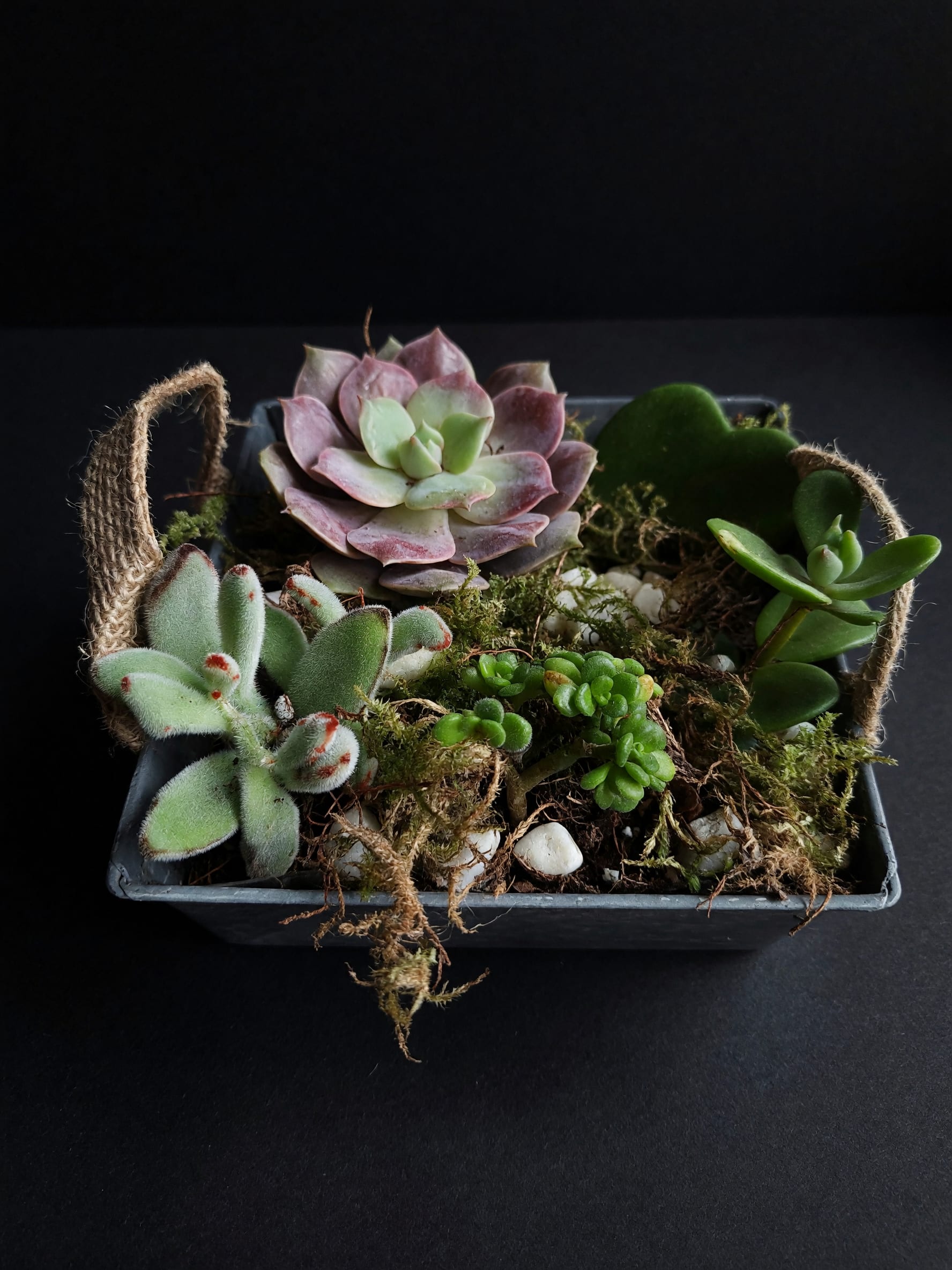 Succulent Garden Collection - Available Styles:  Ceramic Bowls Rustic Trays Decorative Containers Mixed Succulent Gardens Custom Designs Available