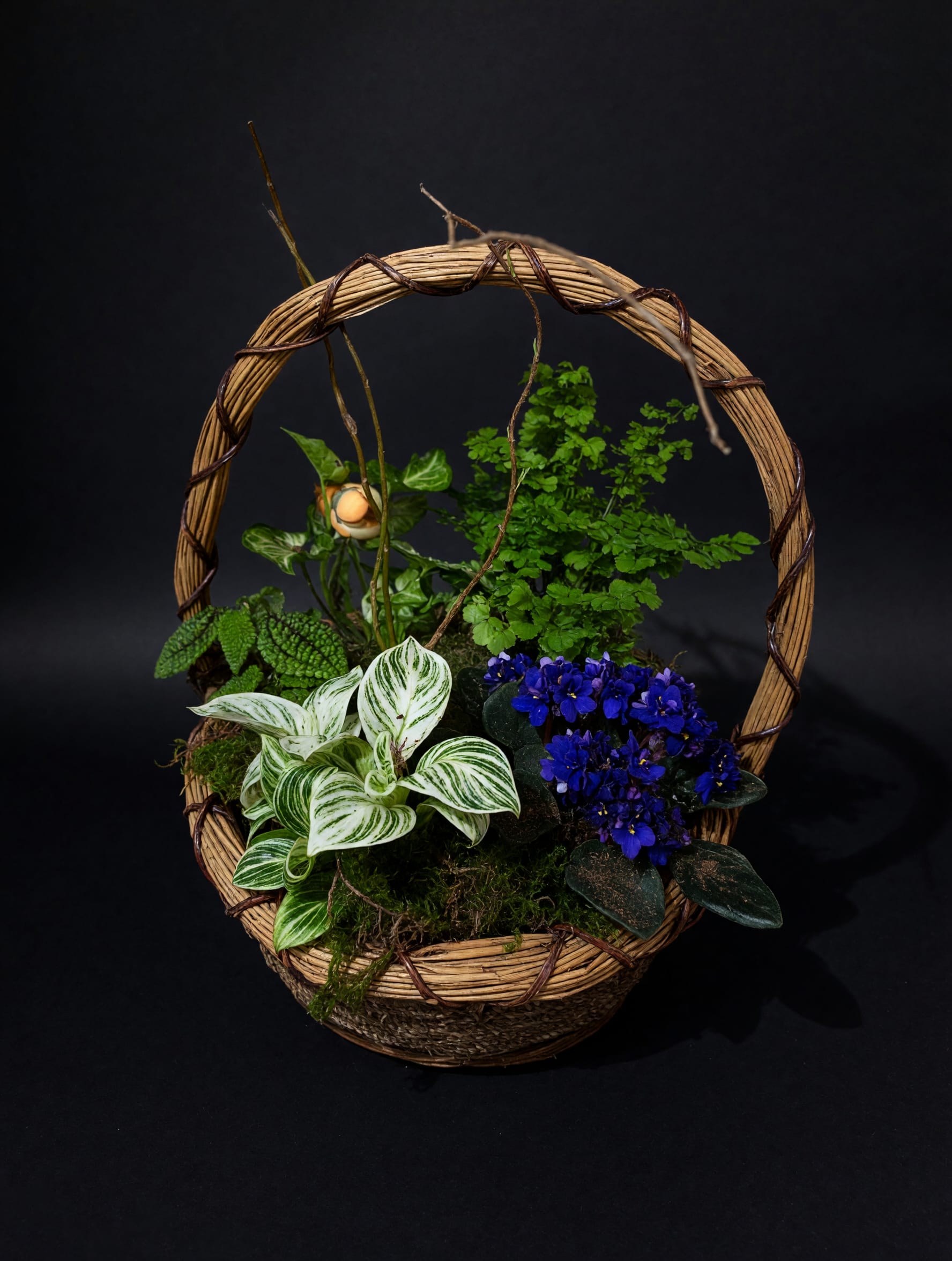 Basket arrangement with potted plants and blue flowers on a black background