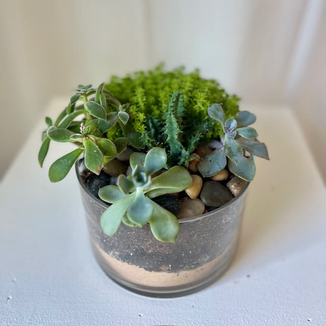 Succulent Twist - This Succulent Garden is for the plant lover in your life. Using a circular glass vase, we fill it to perfection with a variety of different succulents, then accented with rocks for a garden-style look.   This piece is a wonderful choice for a home accent, sympathy flower or birthday gift.  Content and types of succulents/hardy plants may vary.  *Please call us if you are looking for a pet-safe version of the succulent twist, perfect for a pet owner and plant lover!