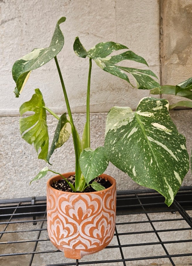 Thai Constellation Monstera - Bring home one of the most sought-after houseplants with our Thai Constellation Monstera. Admired for its stunning cream and white marbled variegation, this rare tropical plant transforms any room into a modern indoor oasis. No two leaves are alike, making every plant a truly one-of-a-kind living work of art.  Expertly potted in a stylish decorative terra cotta planter, this premium Monstera is perfect for plant collectors, new homeowners, birthdays, anniversaries, corporate gifts, or anyone looking to elevate their indoor plant collection.  At Purple Orchid Flowers, we carefully select healthy, high-quality tropical plants and professionally pot each one for lasting beauty. As your trusted local Omaha florist and plant shop, we proudly deliver premium plants throughout the Omaha metro area.  Because every Thai Constellation Monstera is naturally unique, leaf size, shape, and variegation will vary, ensuring your plant is one of a kind.