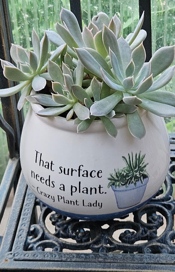 Crazy Plant Lady Succulent Garden - Celebrate the plant lover in your life with our Crazy Plant Lady Succulent Garden. This playful living gift features a lush collection of premium succulents arranged in a fun ceramic planter that proudly declares, "That surface needs a plant. – Crazy Plant Lady." It's the perfect conversation piece for any home, office, kitchen, or plant-filled sanctuary.  Each succulent garden is professionally designed by the plant experts at Purple Orchid Flowers using healthy, easy-care succulents chosen for their beautiful color, texture, and long-lasting appeal. Whether you're shopping for a birthday, Mother's Day, housewarming, thank-you gift, or simply treating yourself, this planter is guaranteed to bring a smile.  Because every succulent is unique, each planter is one of a kind and may vary slightly from the photo while maintaining the same overall style and quality.