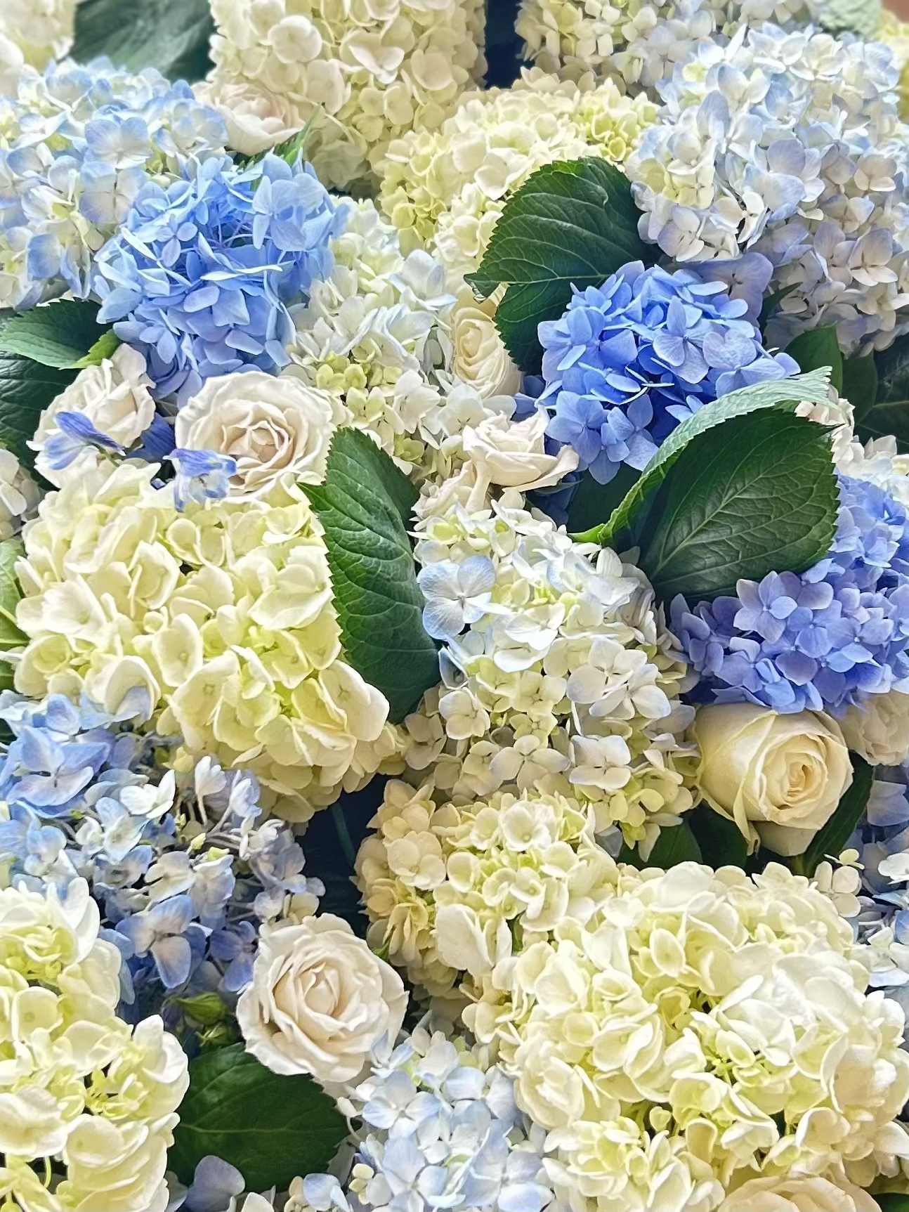 Clustered arrangement of blue and white hydrangeas mixed with ivory roses