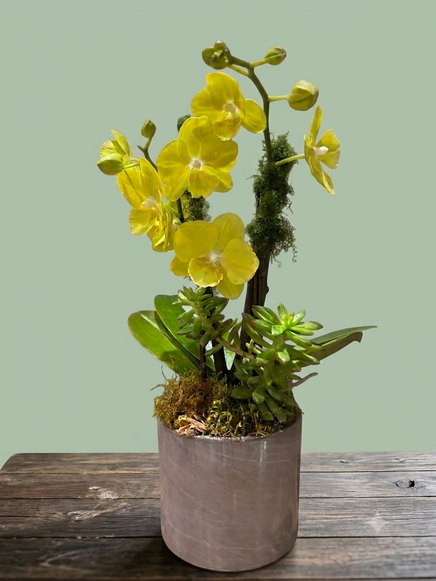 BP132 - Yellow Orchid (Medium Size) - Medium size yellow orchid in a minimalist grey pot, ideal for housewarming or corporate gifts, adding elegance to any space.