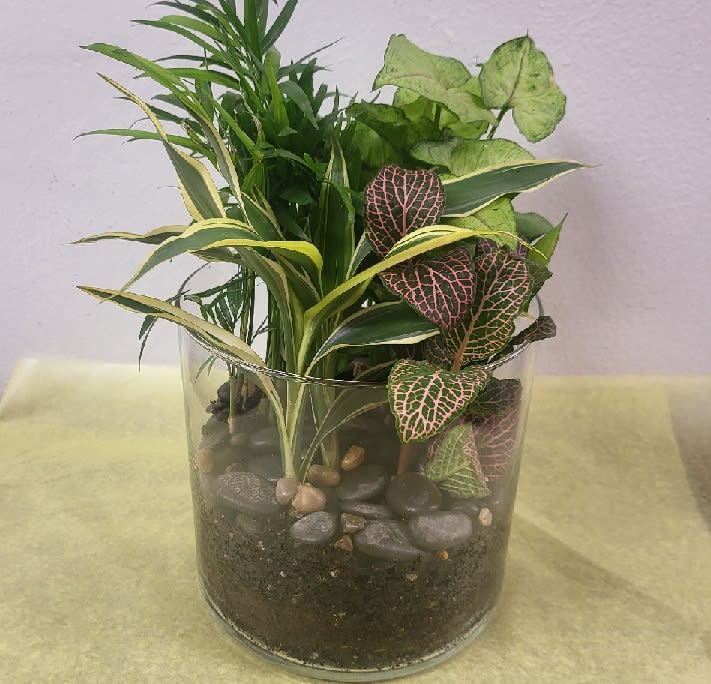 Mixed potted plants in a clear glass container with decorative stones
