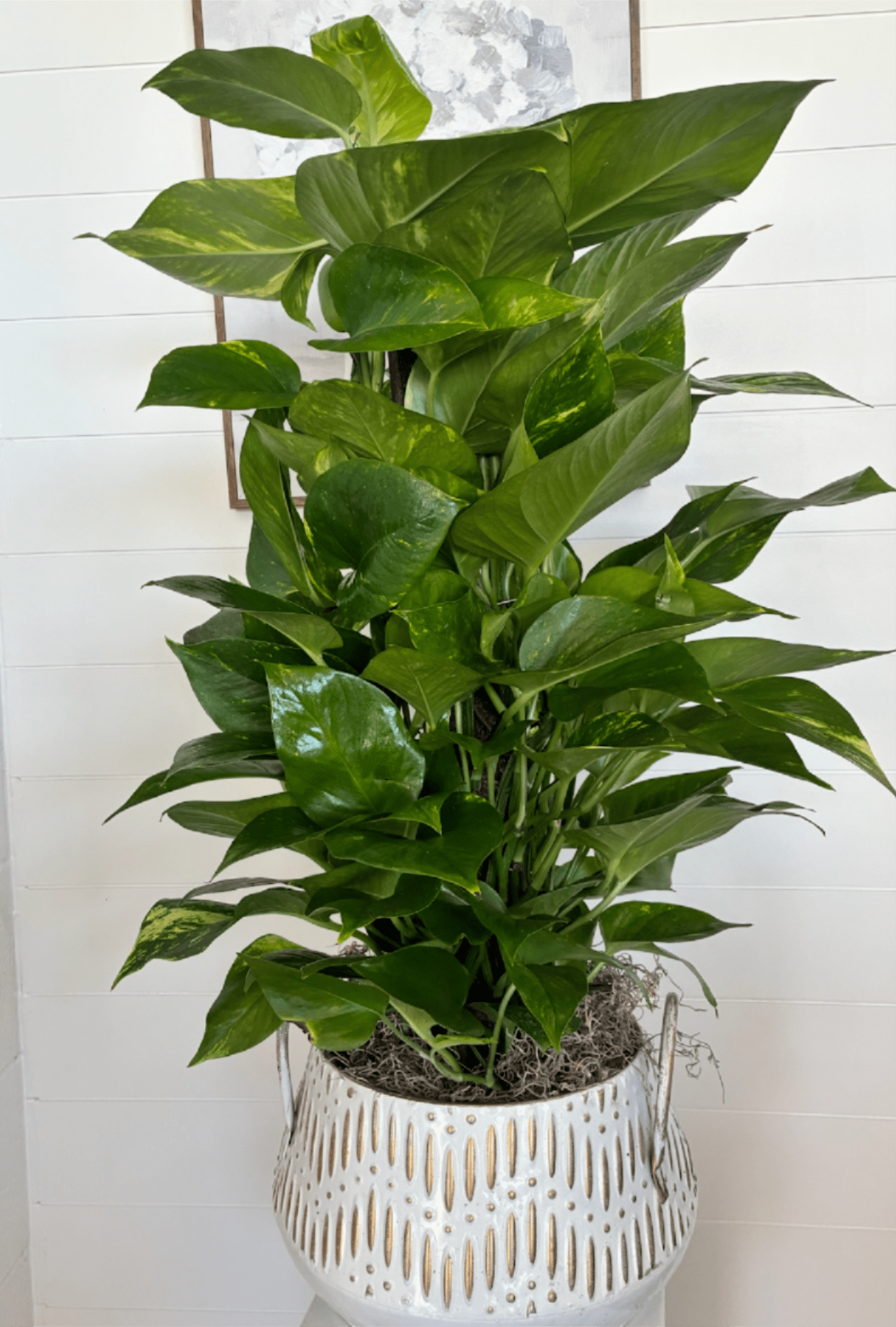 #30 Pothos - A tall, lush Pothos arranged in a white ceramic planter makes a fresh, modern housewarming or thinking-of-you gift. This plant arrangement-ideal for everyday décor, thank-you gestures, or a get-well surprise-delivers glossy green leaves with light variegation that catch the eye and bring a calming, indoor-garden vibe to any room.  The Pothos sits in a rounded white ceramic planter with vertical detailing (gold-toned accents visible in some finishes) and a clean, architectural silhouette. Dense, layered foliage rises from a top layer of decorative moss, creating texture and a finished look that requires no floral care. Size is a tall, full specimen that fills corners or tabletops without feeling fussy.  Give this to someone who would appreciate low-maintenance greenery that still feels thoughtful and intentional-new homeowners, coworkers, or anyone recovering at home. Easy-care instructions: bright, indirect light and occasional watering when the topsoil begins to dry; the decorative moss helps retain moisture between waterings.