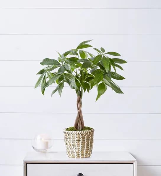 Potted money tree plant in a woven basket on a table