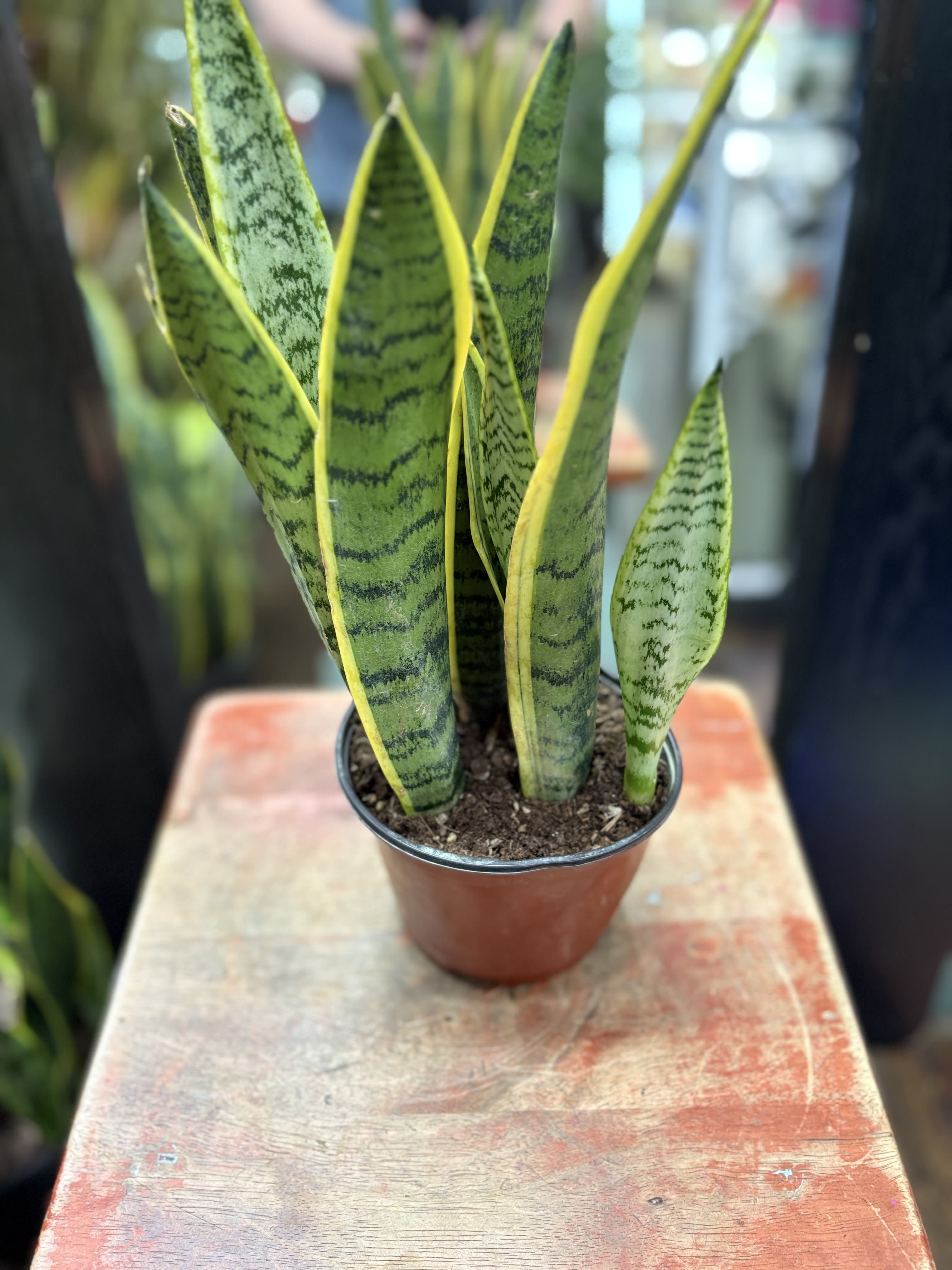 Snake Plant (Medium) - Snake plants thrive in medium-bright indirect light, and require water once every 2 weeks. They are ideal for their air purifying qualities.(Vase not included) 