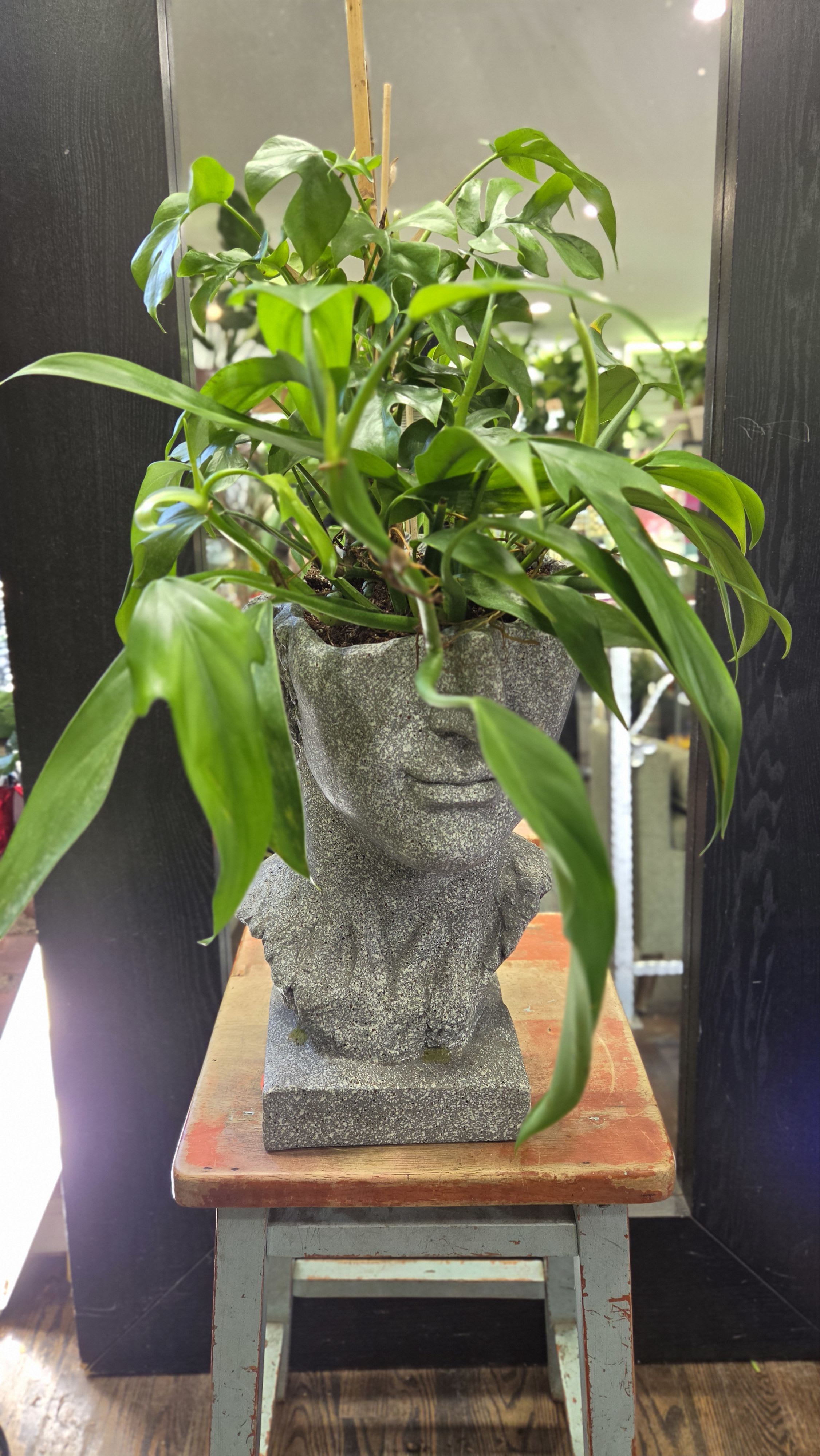 Potted green houseplant in a gray stone face planter