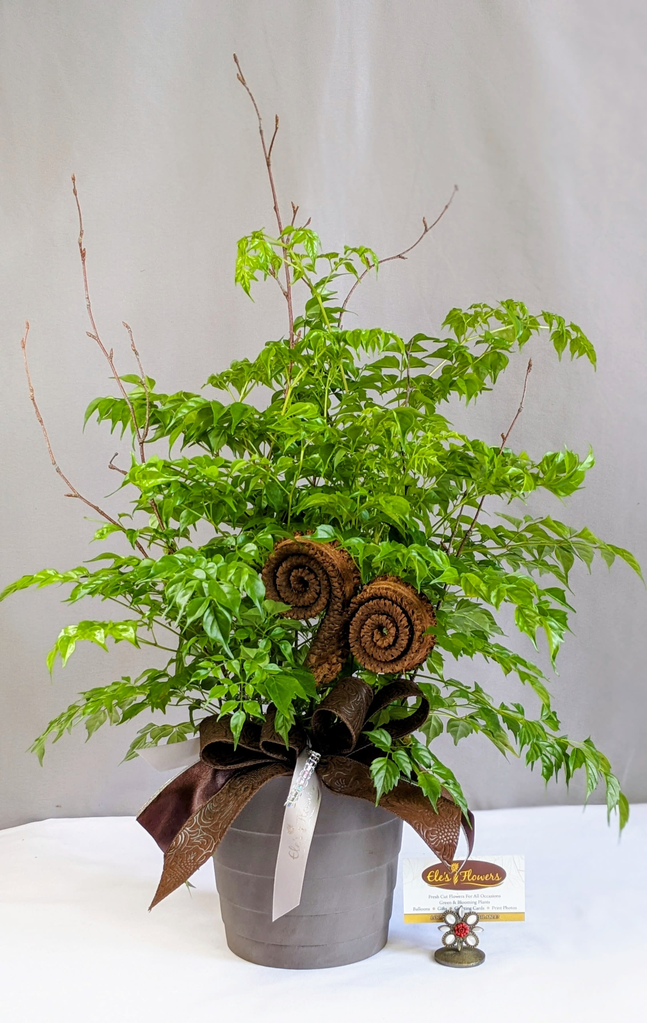 Woodland China Doll - 6" Planter - Delicate in appearance but surprisingly easy to care for, the China Doll plant brings an elegant, airy charm to any indoor space. Its finely divided, glossy green leaves create a soft, lacy texture that adds a touch of natural sophistication to tabletops, desks, or bright corners. Native to Southeast Asia, this graceful plant thrives in bright, indirect light and enjoys consistent moisture. With its compact shape and lush foliage, the China Doll is an ideal choice for adding a refined, fresh look to your home or office.  Approximate Dimensions: 27"H x 20"W