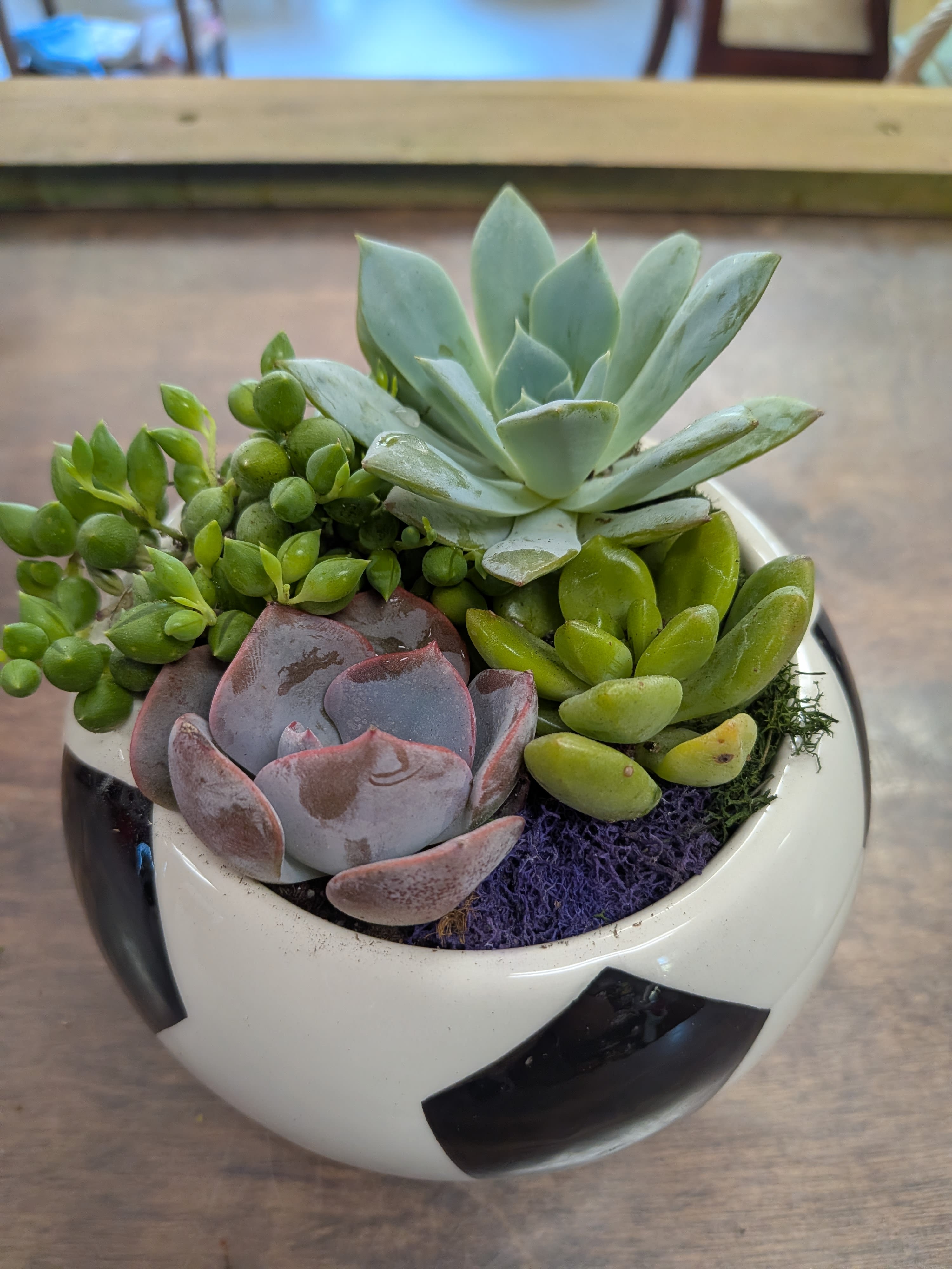 Succulent for any occasion - Variety of succulents and vessels.