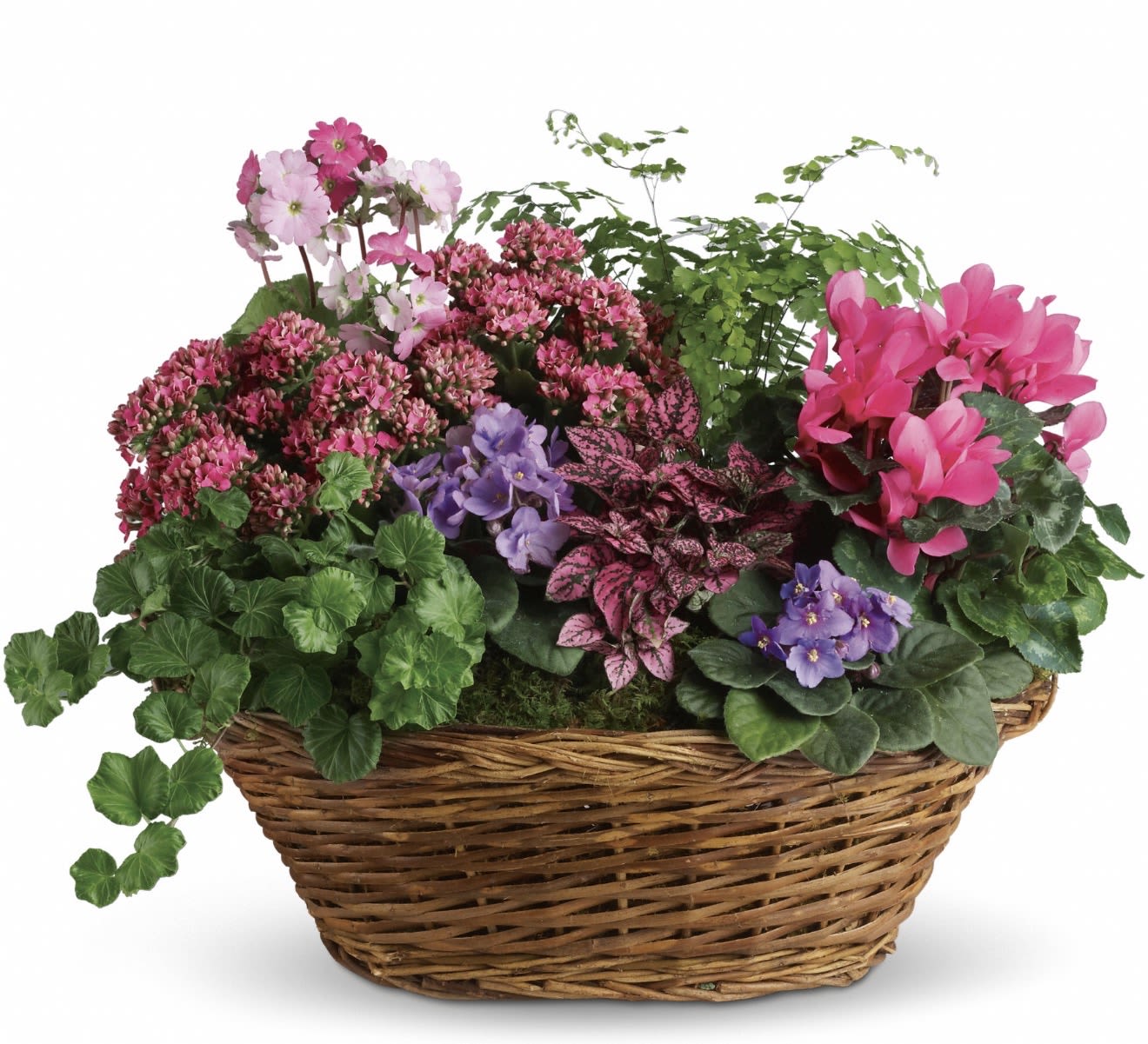 Simply Chic Mixed Plant Basket - A fresh mix of cyclamen and African violets brings comforting color and quiet elegance to any room with this mixed plant basket - an ideal sympathy or funeral gift that feels thoughtful without being overbearing. The arrangement reads as a living tribute, its pinks and purples set against lush green foliage to create a gentle, uplifting presence for the person you're honoring.  This densely layered planting sits in a woven wicker basket, with clusters of bright pink and lavender blooms rising above a full, low base of varied foliage. The palette of pink, purple, green, and touches of white offers springlike contrast and visual texture; each plant is arranged to show off its natural shape so the composition looks full from every angle.  Perfect for sending to a home, hospice, or funeral service, this decorative indoor gift comforts and brightens a quiet space - the kind of living arrangement that helps someone feel remembered. Dimensions and exact plant counts are as shown; care is simple: keep the soil evenly moist, provide bright indirect light, and avoid drafts to help blooms last.
