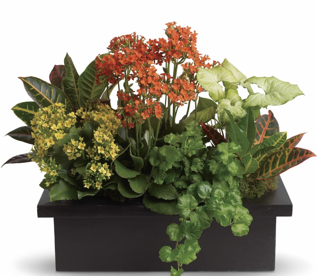 Stylish Plant Assortment  - A lush mix of potted foliage and cheerful blooms creates a fresh, modern sympathy arrangement that feels both comforting and alive. This flower arrangement for sympathy and funeral support pairs varied green leaves with clusters of small orange flowers rising from the center and a group of yellow blooms to the left, producing a layered, tropical texture that draws the eye without overwhelming. The overall effect is bright yet respectful - the kind of living gift that quietly honors someone's memory while bringing a touch of life to a room.  Set in a sleek black rectangular planter, the composition's mixed colors-green, orange, yellow and touches of red-pop against the dark, contemporary vessel. The plants are arranged broad and low for a stable, decorative presence that suits tabletops, entryways, or memorial displays. Because these are potted plants rather than cut flowers, they offer lasting comfort: easy-care foliage and blooms that continue to grow and remind the recipient of your thoughtfulness long after the service. Size and exact plant varieties may vary slightly by season and availability.