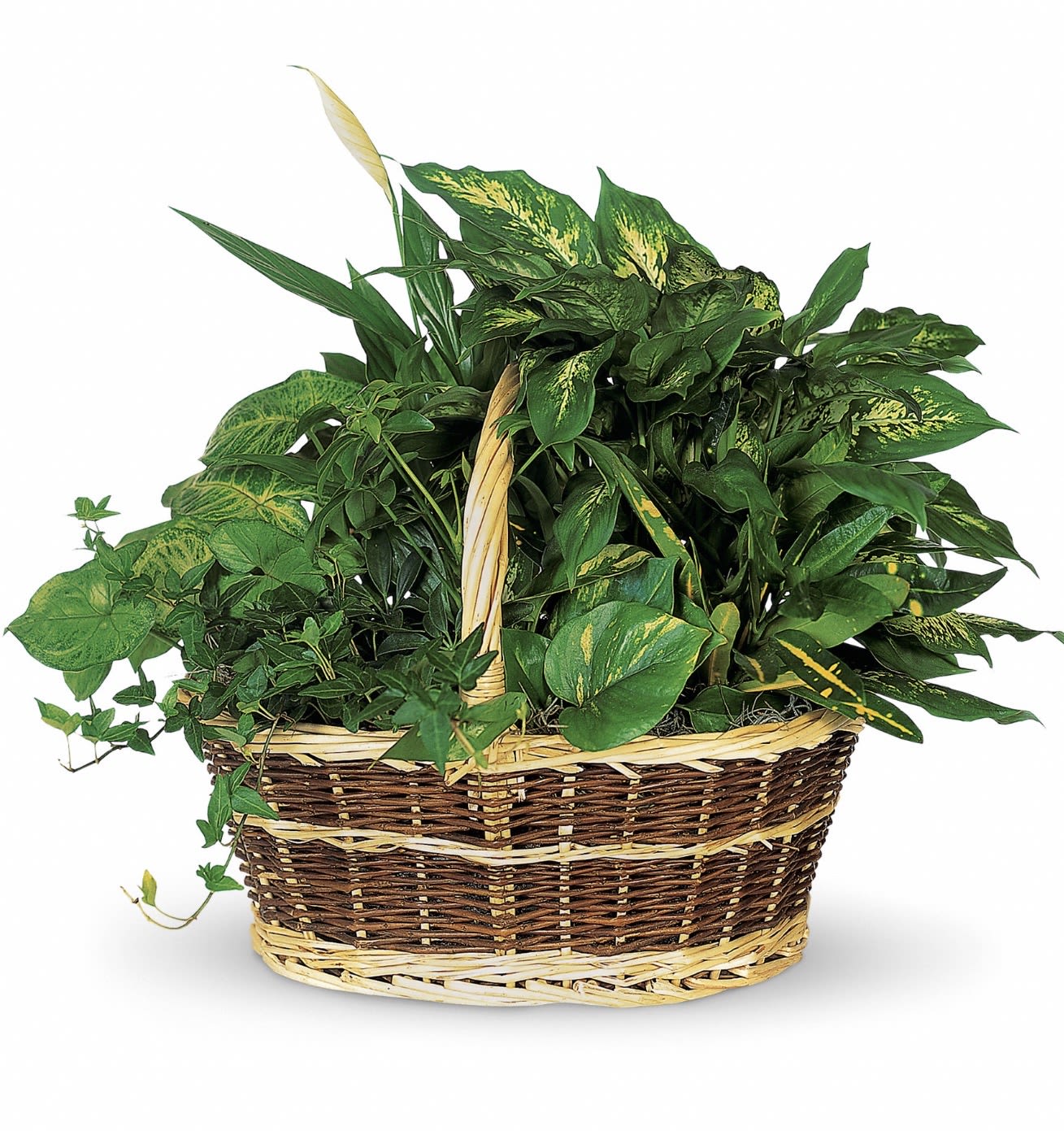 Large Basket Garden - A lush collection of living houseplants arranged in a woven wicker basket, perfect as a sympathy arrangement to offer lasting comfort and quiet beauty. The Large Basket Garden's layered foliage creates a comforting green presence with yellow-variegated leaves that catch the eye without overpowering the room, making it an appropriate, thoughtful way to express condolences.  This dense composition features assorted indoor plants with varied leaf shapes and textures-broad, glossy leaves alongside delicate, patterned foliage-nestled together for a full, natural look. The casual woven basket gives the piece a warm, grounded feel that blends easily with home or funeral service settings. Because these are living plants, they continue to bring a sense of calm and remembrance over time.  Designed specifically for sympathy, this basket conveys steady, enduring care for the person you're honoring; it's the kind of gift that offers quiet support rather than fleeting decoration. For placement, keep the plants in bright, indirect light and water sparingly to maintain the healthy, fresh appearance that makes this arrangement a lasting expression of sympathy.
