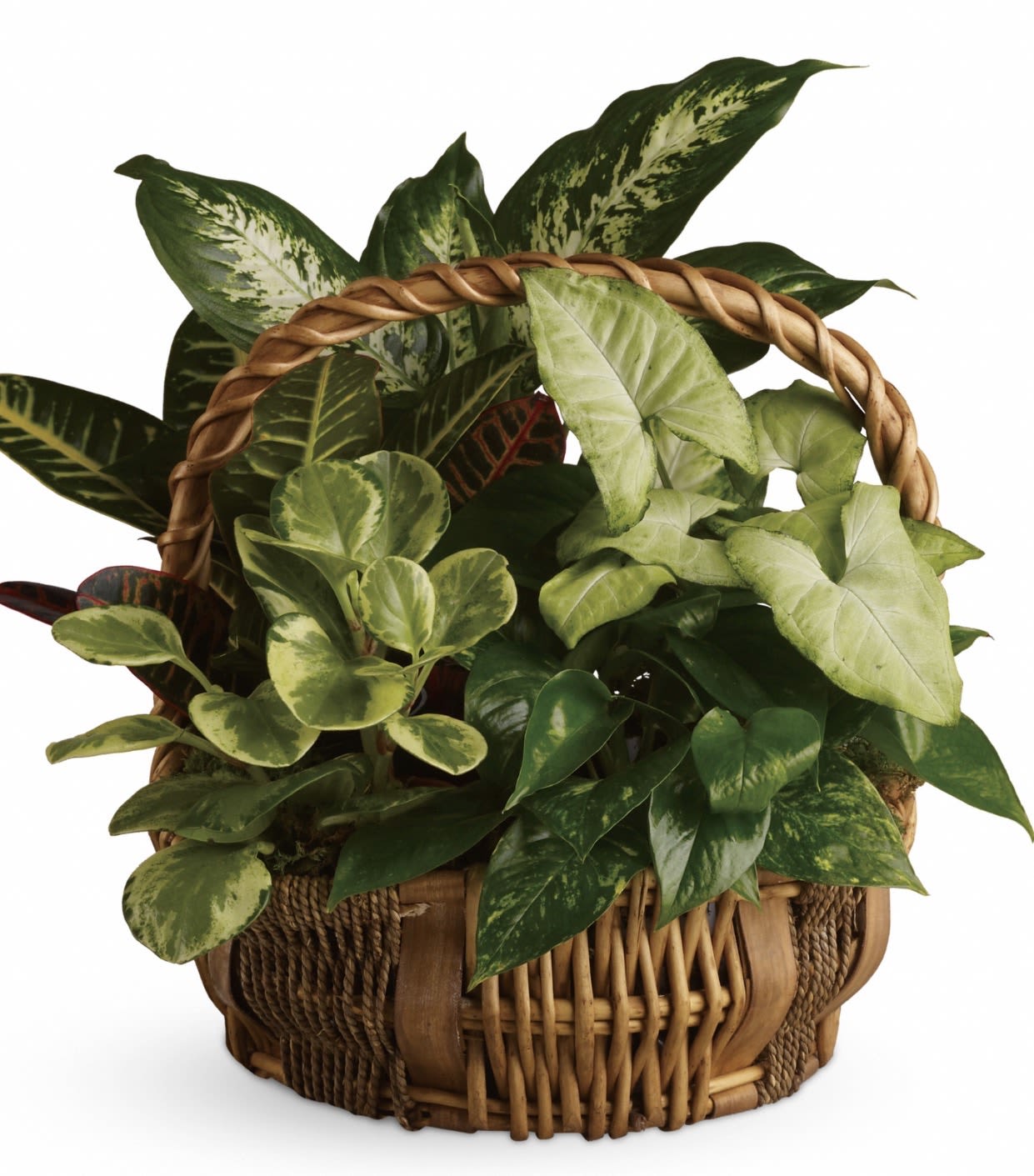 Emerald Garden Basket - A lush woven basket of assorted houseplants makes a quietly comforting sympathy arrangement that brings calm and life to a grieving home. The Emerald Garden Basket sympathy arrangement is built to offer long-lasting green comfort-its rich mix of broad, glossy leaves and subtle variegation reads as a thoughtful, living tribute rather than a fleeting floral spray, ideal for expressing condolences and steady support.  The composition is dense and layered, combining several houseplant varieties with different leaf shapes and green tones to create depth and texture. Plants arrive nestled in a natural woven basket that lends a rustic, homey touch and is ready to display on a side table or entryway. Because these are potted plants rather than cut flowers, they require minimal maintenance-occasional watering, indirect light, and a spot away from drafts will keep the arrangement healthy and enduring.  Designed specifically for sympathy, this basket sends a message of lasting remembrance and gentle care for the person you're honoring. Choose a size option at checkout to match the space you're sending to, and include a short note to let them know you're thinking of them during this difficult time.