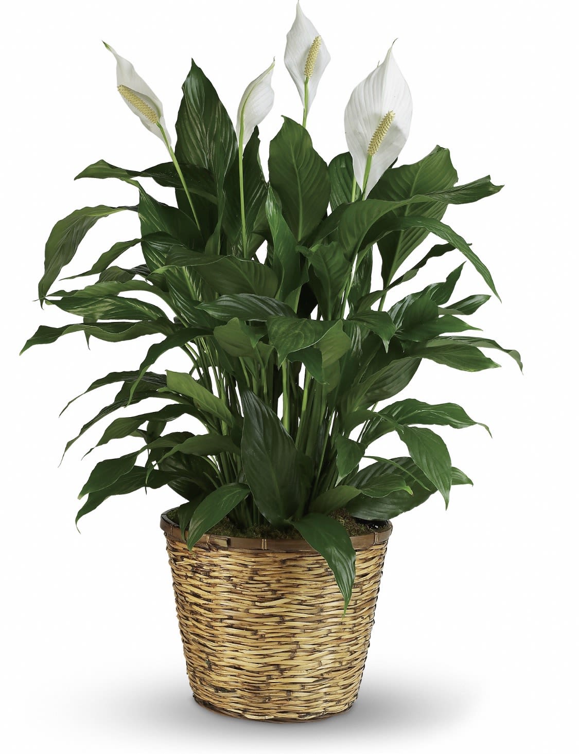 Simply Elegant Spathiphyllum Peace Lily-Large - A serene display of deep green foliage and pure white spathes, this peace lily plant arrangement is crafted specifically for sympathy occasions. The large Spathiphyllum's glossy leaves and elegant white blooms convey comfort and calm, offering a respectful way to express your condolences and let the bereaved know you are thinking of them.  Planted in a tapered woven basket planter, the presentation feels warm and homey while remaining dignified. The contrast of broad, dark-green leaves with the crisp white spathes creates a clean, understated look that suits funeral services, memorial gatherings, or a quiet bedside tribute. As a living plant, it brings a lasting presence-simple care with moderate, indirect light and regular watering helps it remain a gentle reminder of your sympathy. Size is large, appropriate for display in a home or at a service.