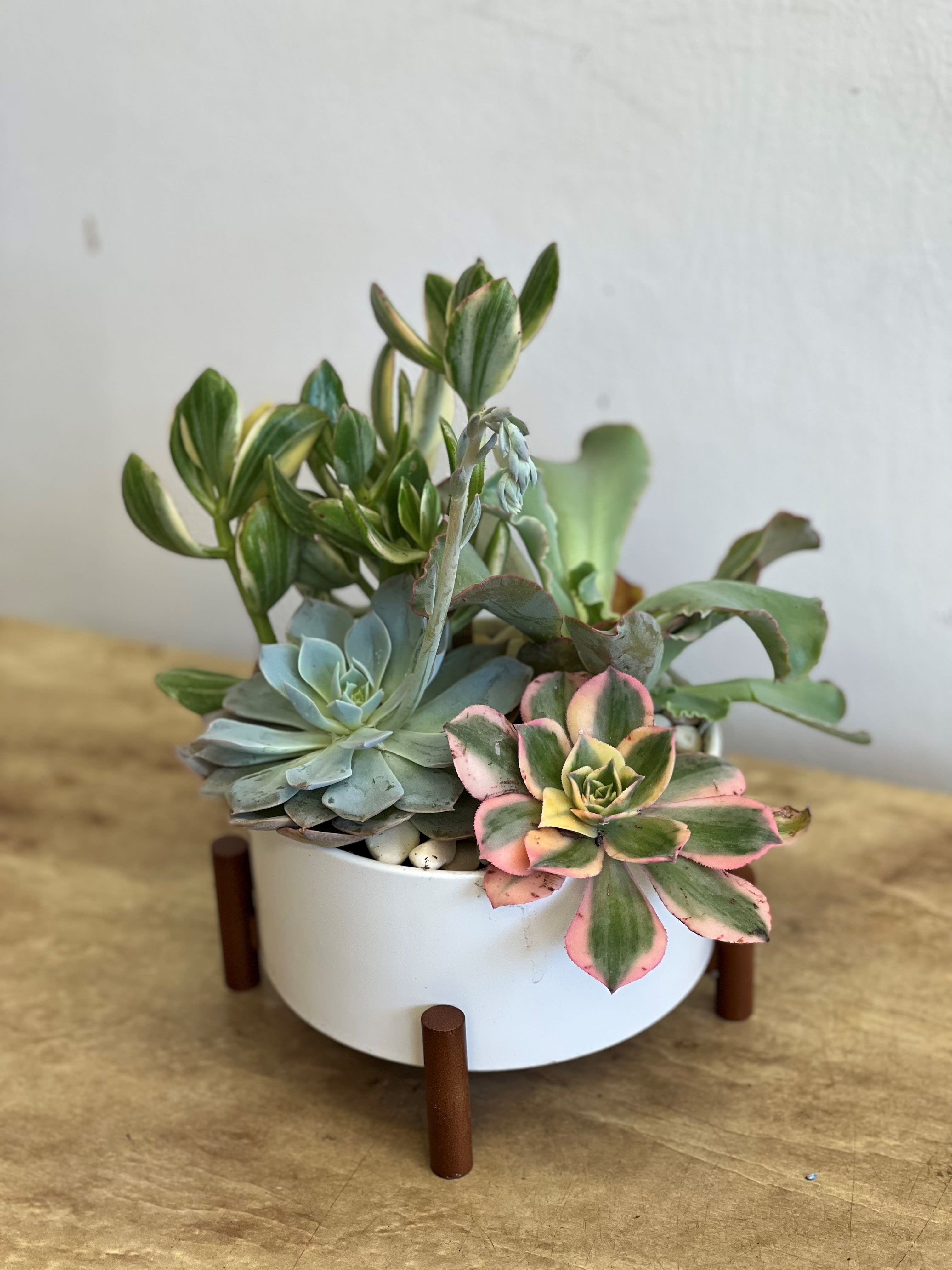 Potted succulent arrangement in a white bowl planter