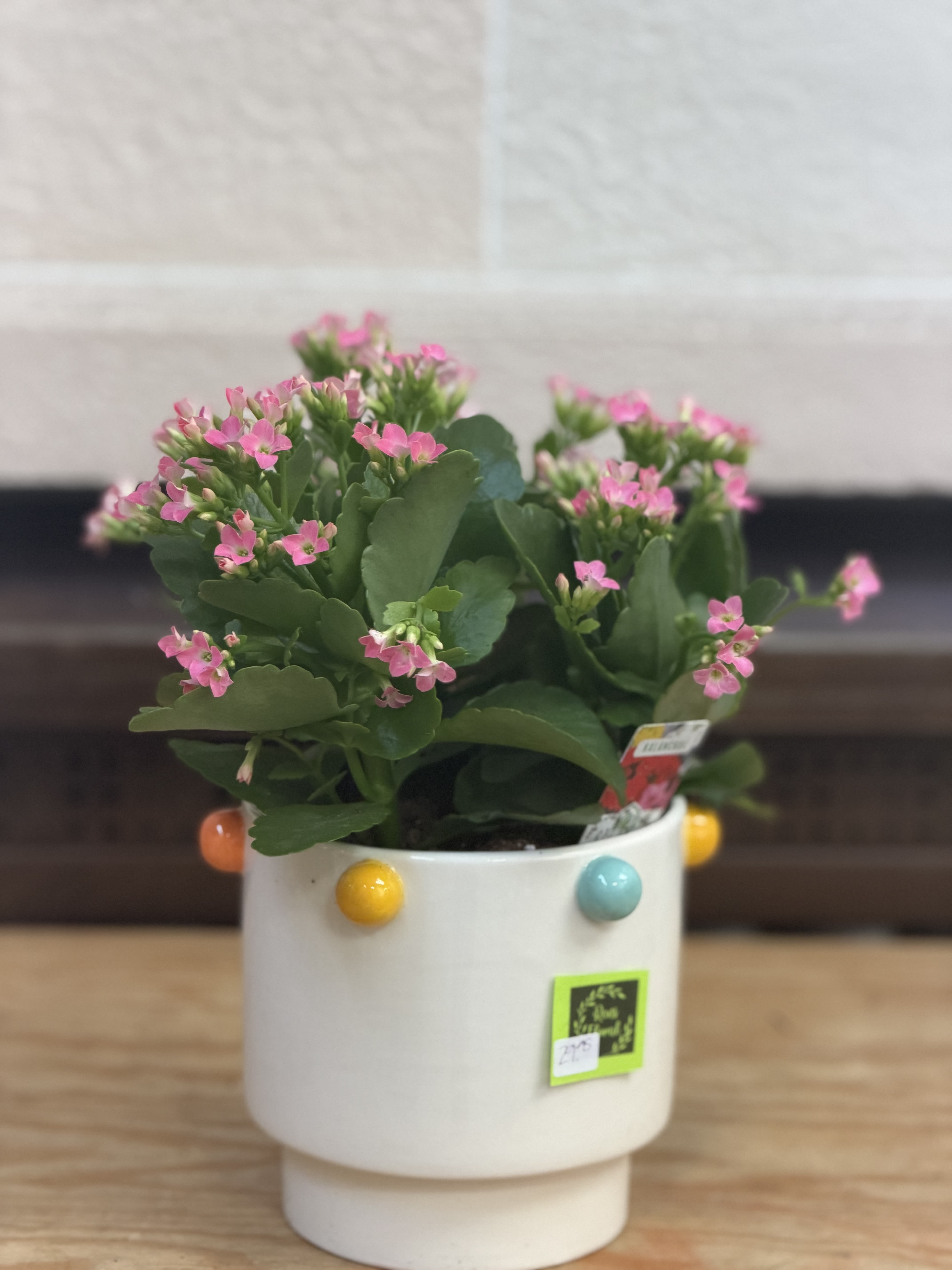 Ceramic Pot Kalanchoe  - A 6" kalanchoe planted in a multicolor polka dot ceramic container.  **Price drop because of small chip on back side of container