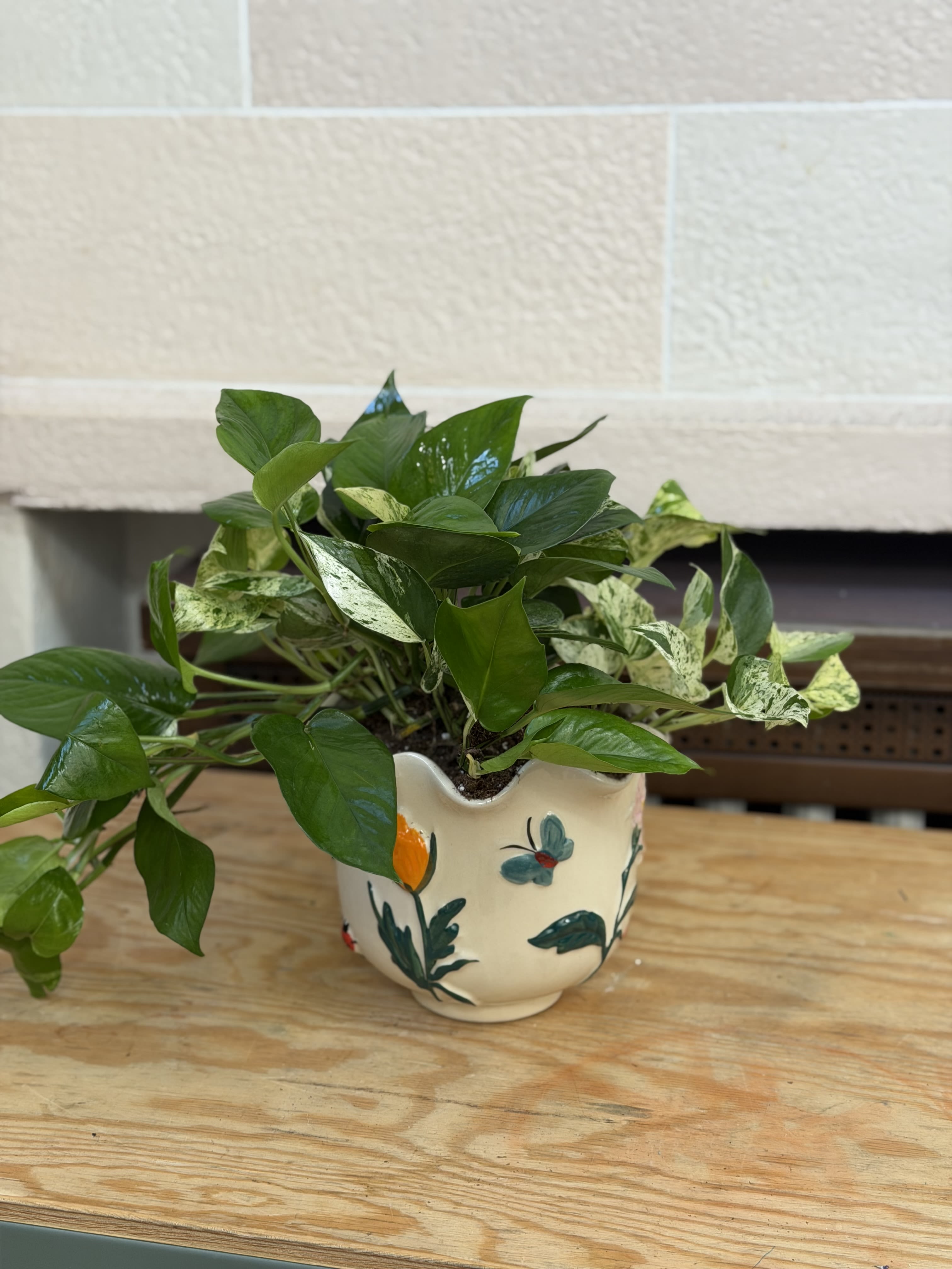 Flower Pot Pothos  - A 6" pothos planted in a flowery pot. Pot looks different from all angles. 