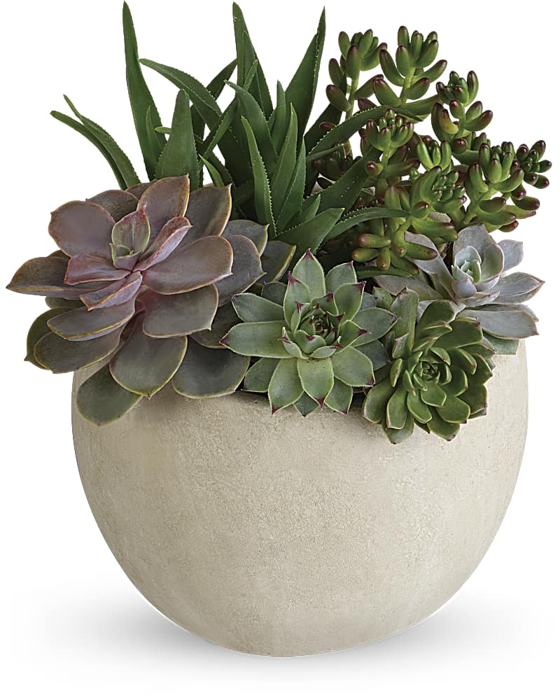 Assorted green succulents arranged in a round, light stone planter.