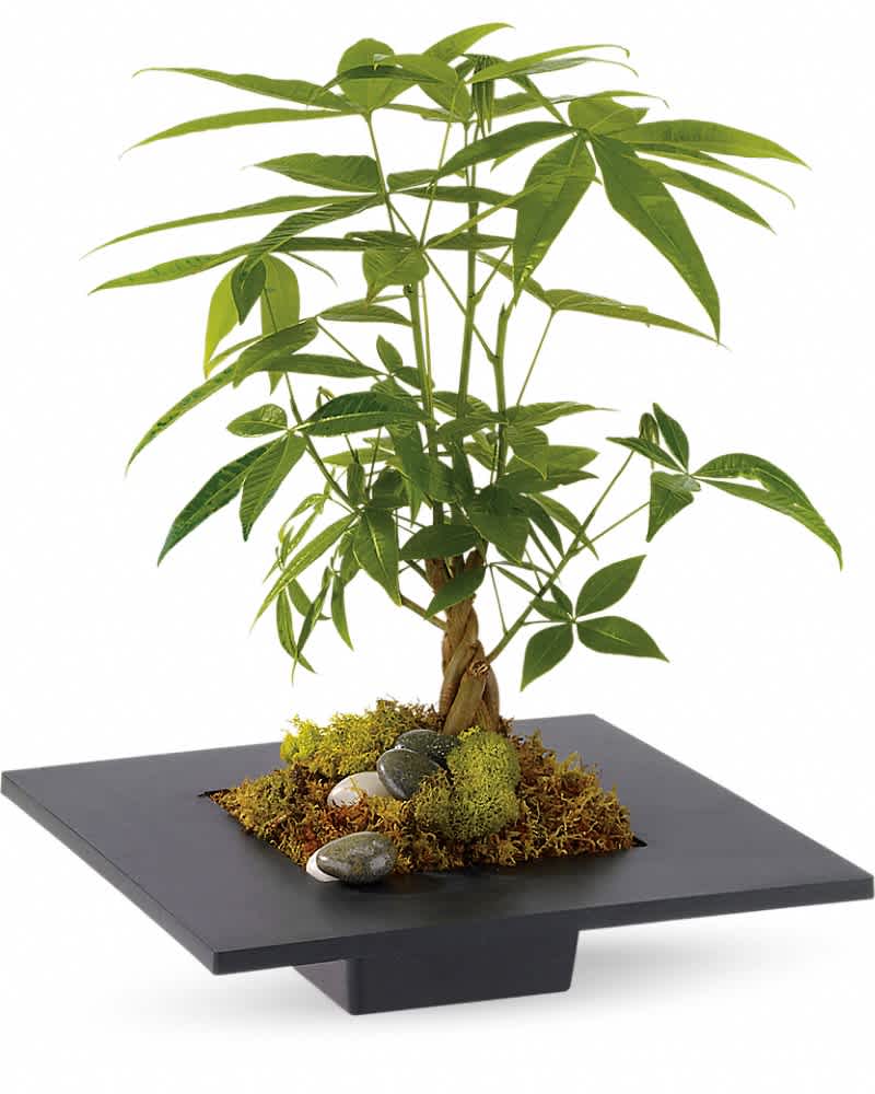 Potted money tree plant with braided trunk in a low black square container with moss and smooth stones.