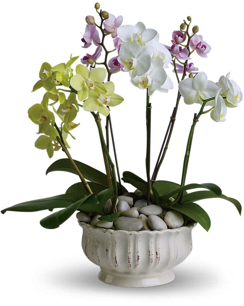 Arrangement of white, yellow, and lavender orchids in a white ceramic bowl with decorative stones.