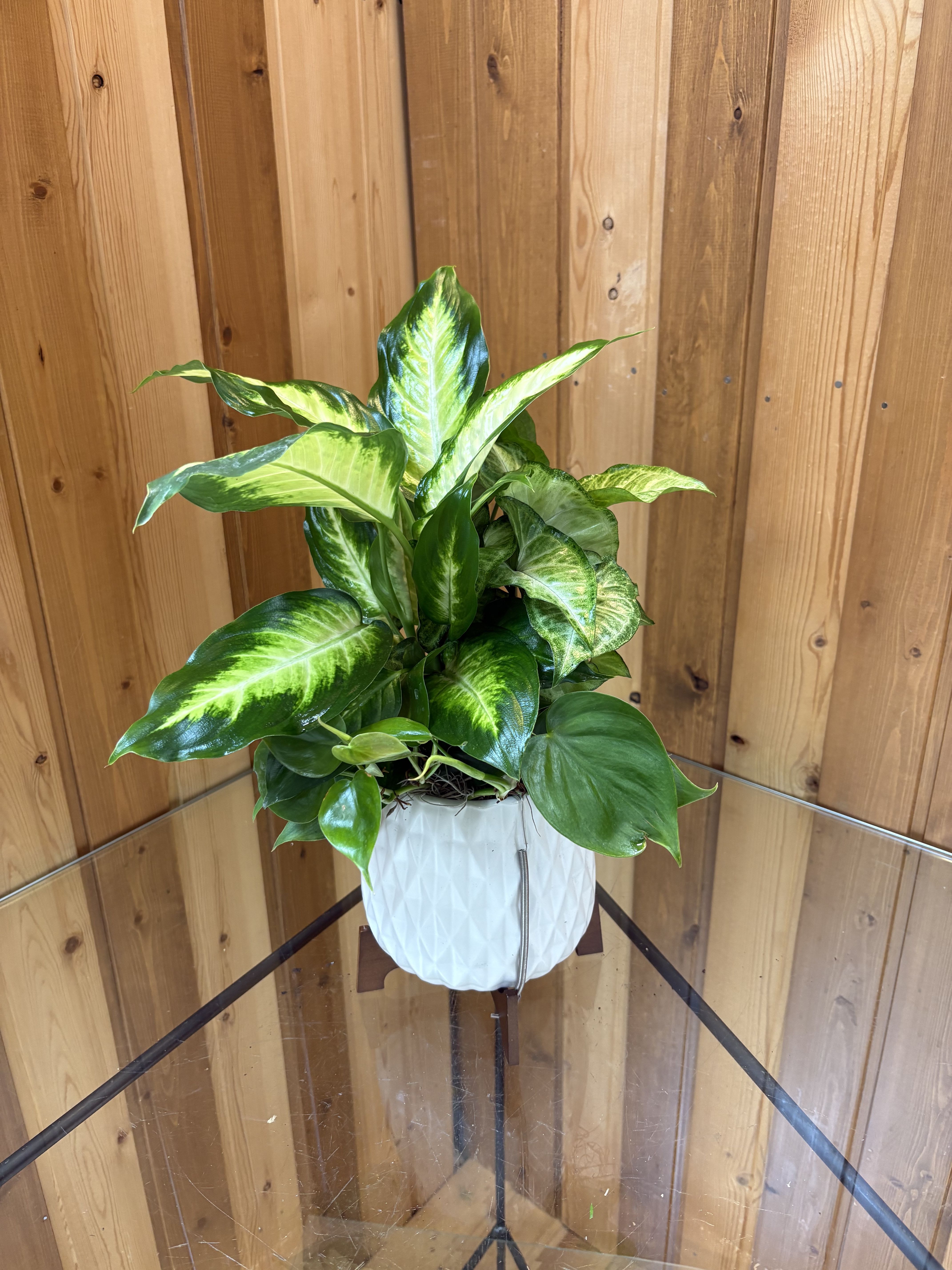 Ceramic Planter - A striking display of glossy variegated foliage-this lush potted plant features broad leaves with bright lime and deep green markings for a modern, fresh look perfect for a housewarming gift or everyday greenery. As a green and white plant gift, it brings a calm, contemporary vibe to living rooms, offices, or bedrooms and is the kind of present that makes the person you're thinking of feel seen and cared for without the fuss of cut flowers.  The plant arrives potted in a white textured ceramic planter that complements the leaf colors and gives a clean, sculptural presence on a shelf or side table. Compact and upright in habit, it's presented ready to display; no additional arranging required. Substitution policy: if this variety is unavailable we will replace it with a similar-size variegated foliage plant in a white ceramic planter of comparable style to preserve the look and feel.  Order from Haehn Florist, Greenhouses, &amp; Flower Delivery to send a living, long-lasting gift that adds life to any space. Visit us at 410 Hamilton Rd., Wapakoneta or see more on Facebook at www.facebook.com/haehnflorist for delivery options and care tips.
