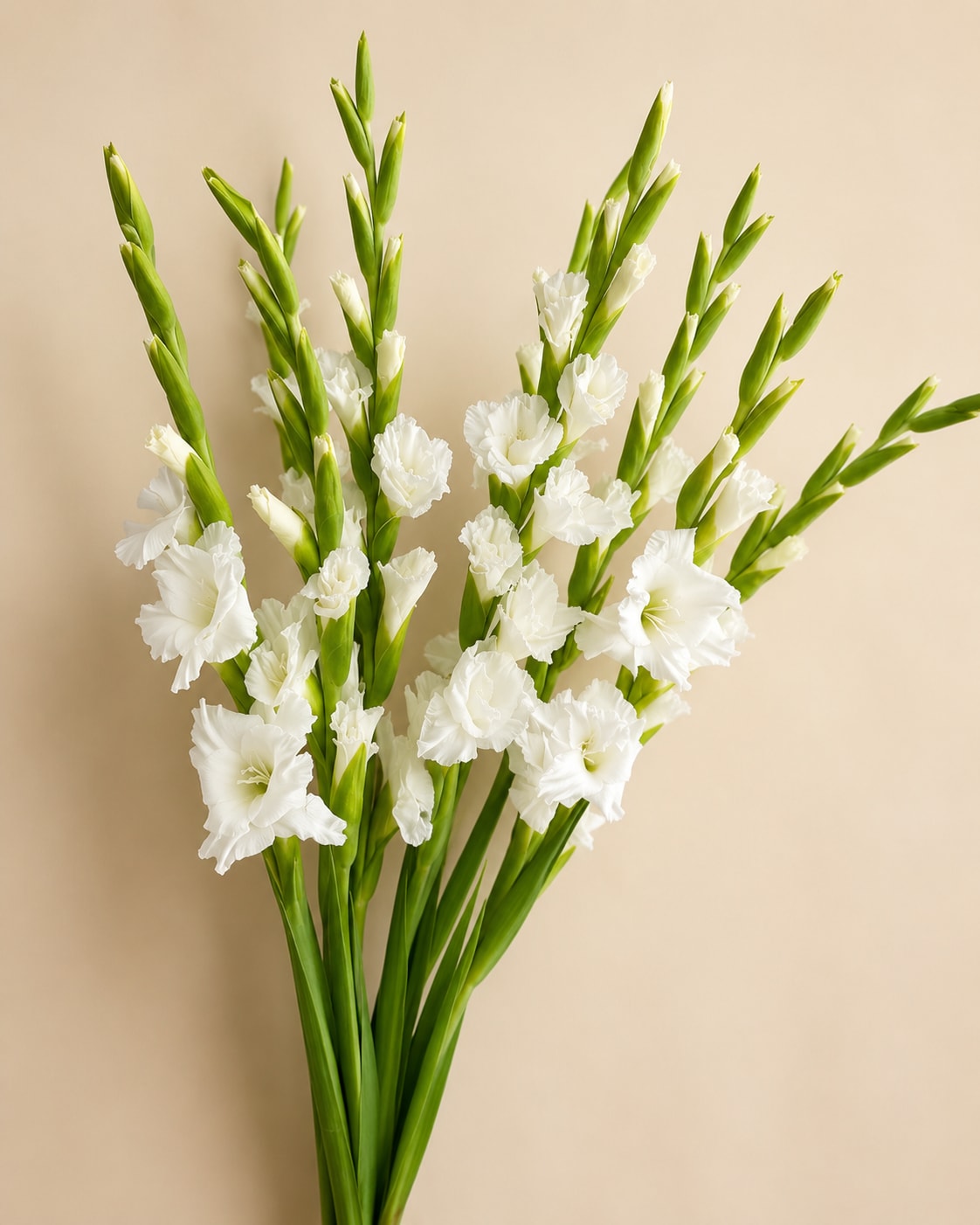 White Gladiolus Bunch (10 stems) - 10 stems per bunch