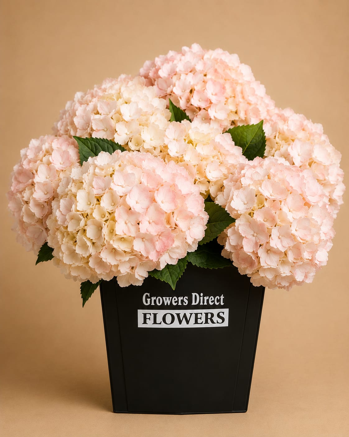 Pink Hydrangeas Box - 45 Stems of Blush Pink Hydrangeas   