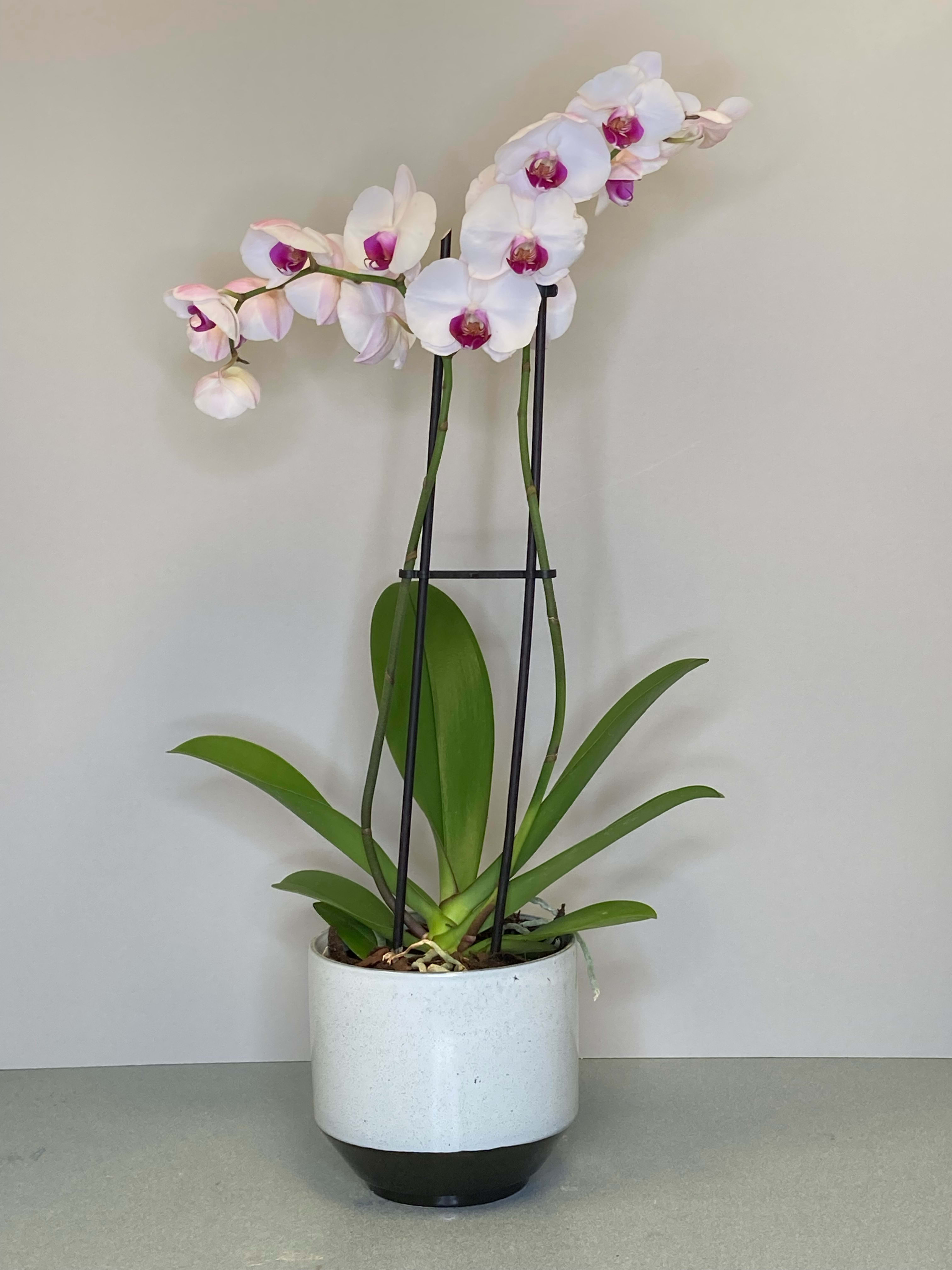 Potted orchid plant with white and pink blooms in a ceramic container