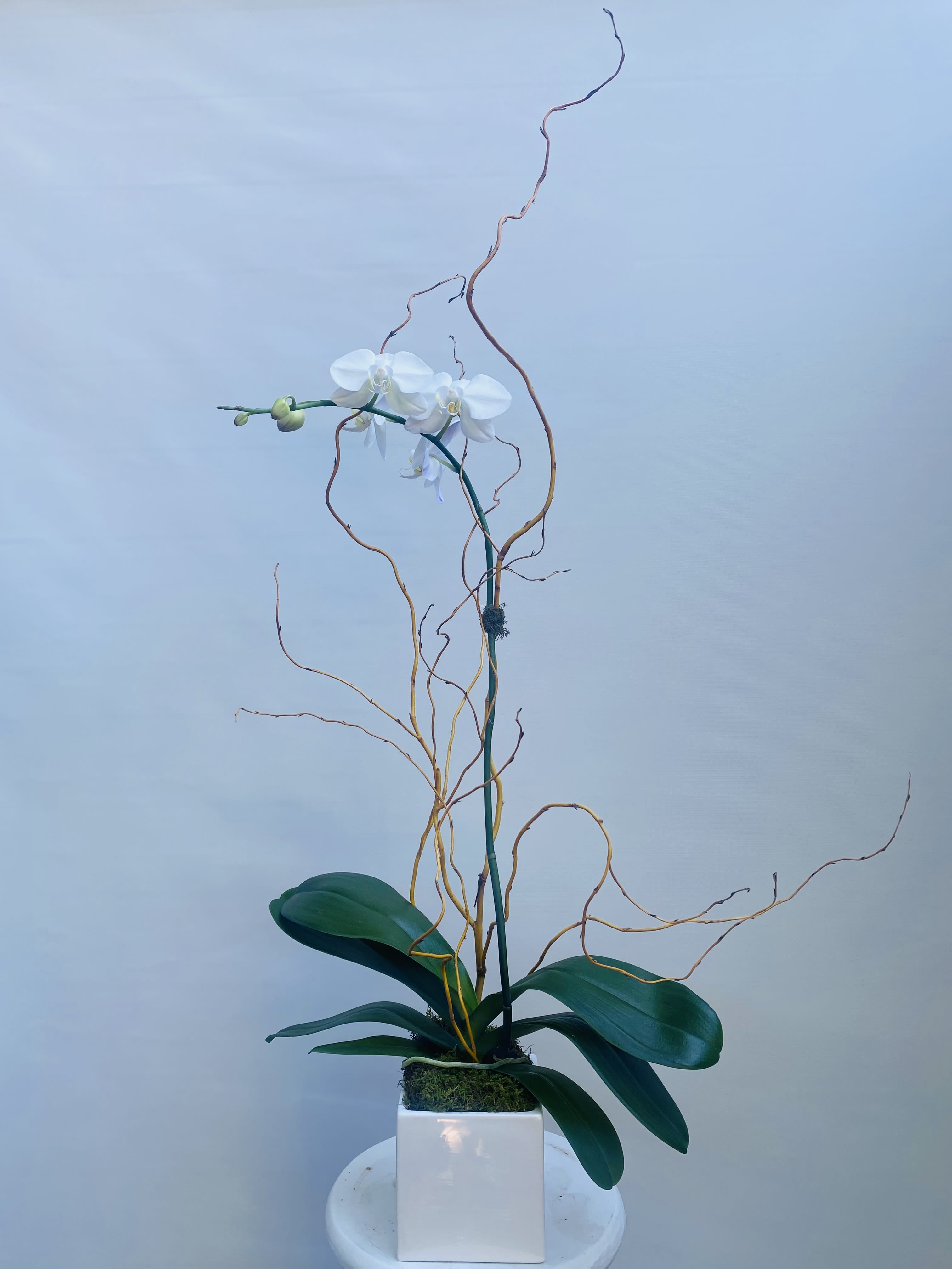 White orchid arrangement in a white square vase with curly branches