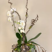 White orchid arrangement with twisted branches in a container