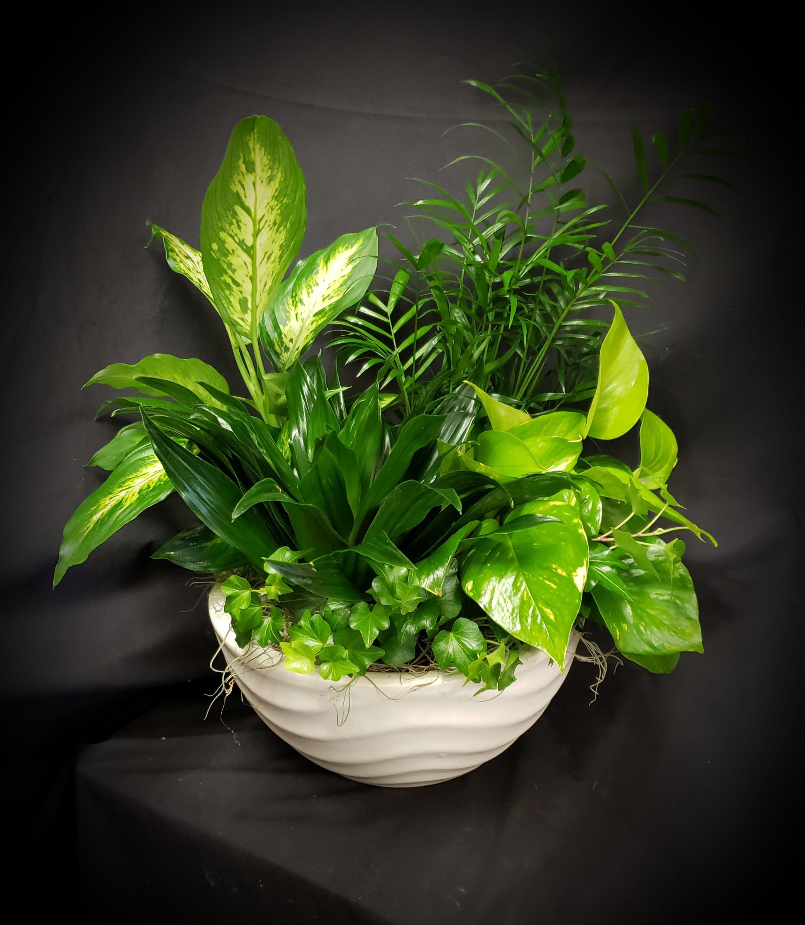 Mixed green houseplants arranged in a white bowl planter