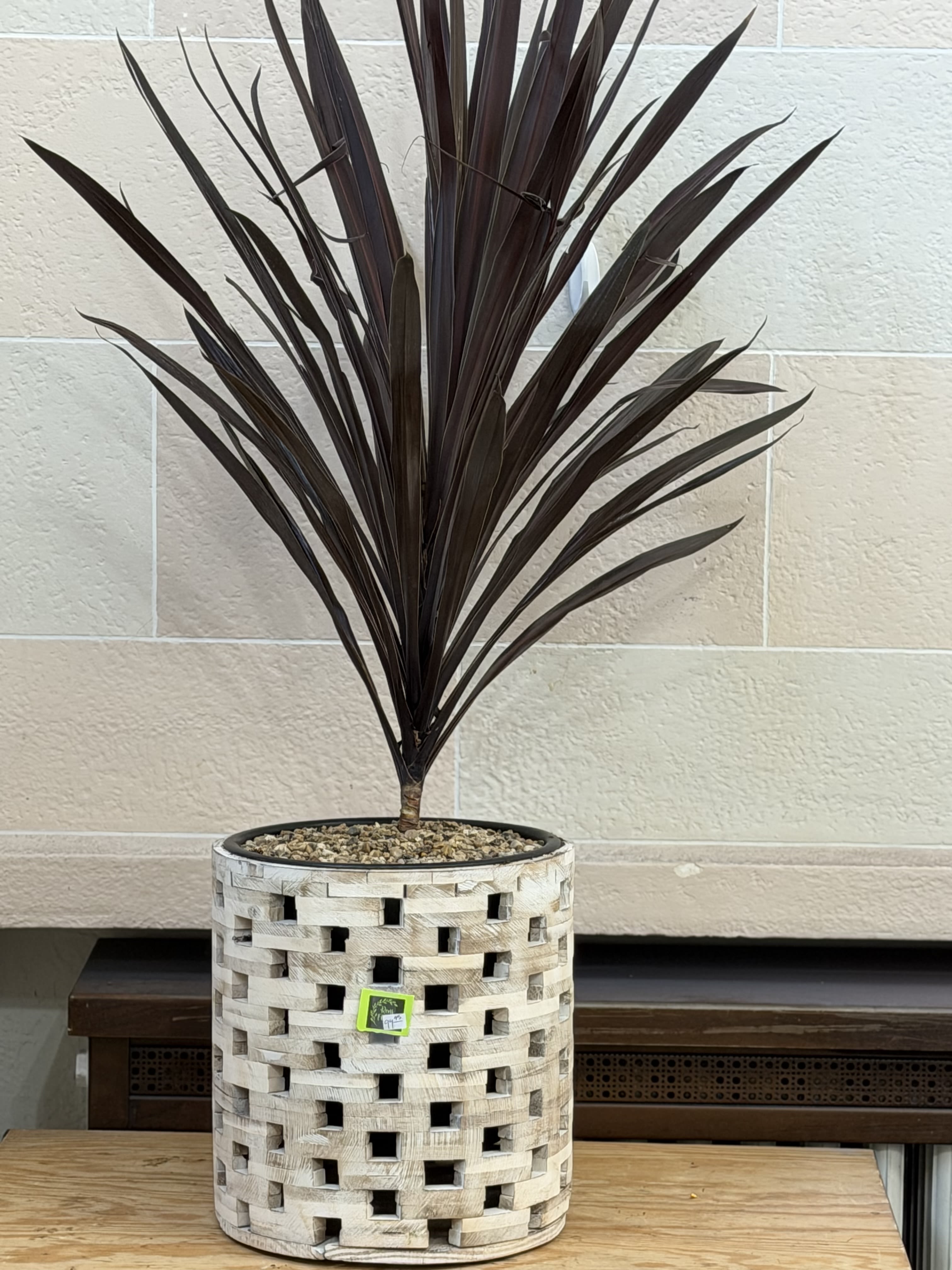 Rustic Pot Cordyline - An 8" cordyline in a rustic style planter. 