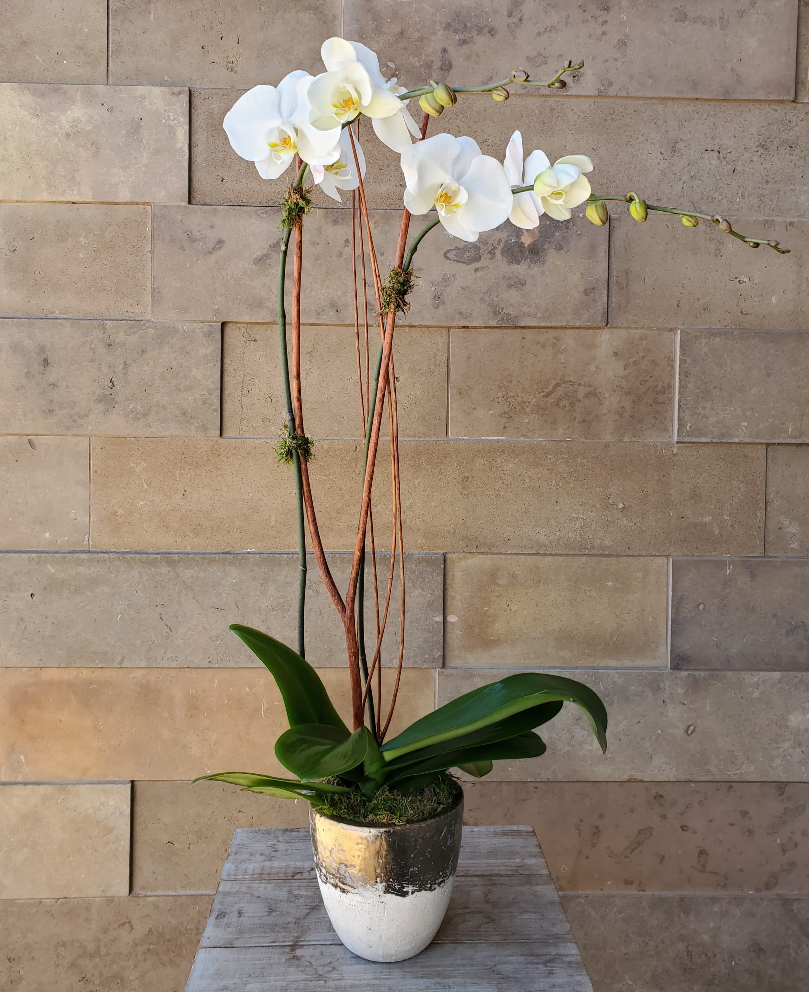 White orchid plant in a decorative pot
