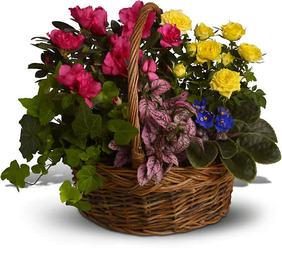 BLOOMING GARDEN BASKET - Send this colorful sympathy basket of plants to show your condolences to a grieving family. This long-lasting collection of mixed plants in a basket is a perfect pick for garden lovers.  This lush garden of potted flowering plants includes yellow miniature roses, pink azalea, African violets, hot pink hypoestes and green ivy.