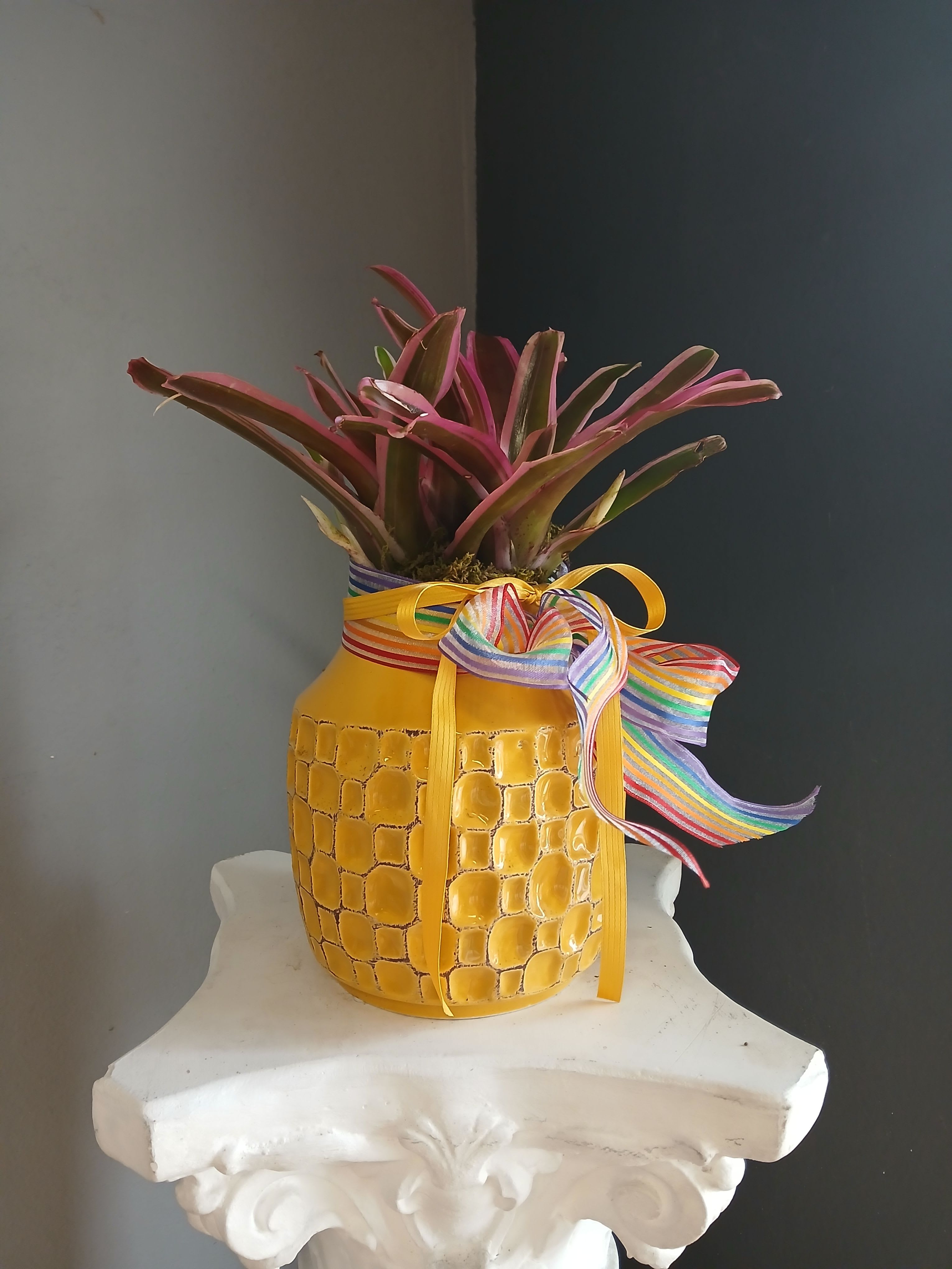 #PL3 Cryptanthus hot pink - Hot pink Cryptanthus in yellow textured ceramic pot