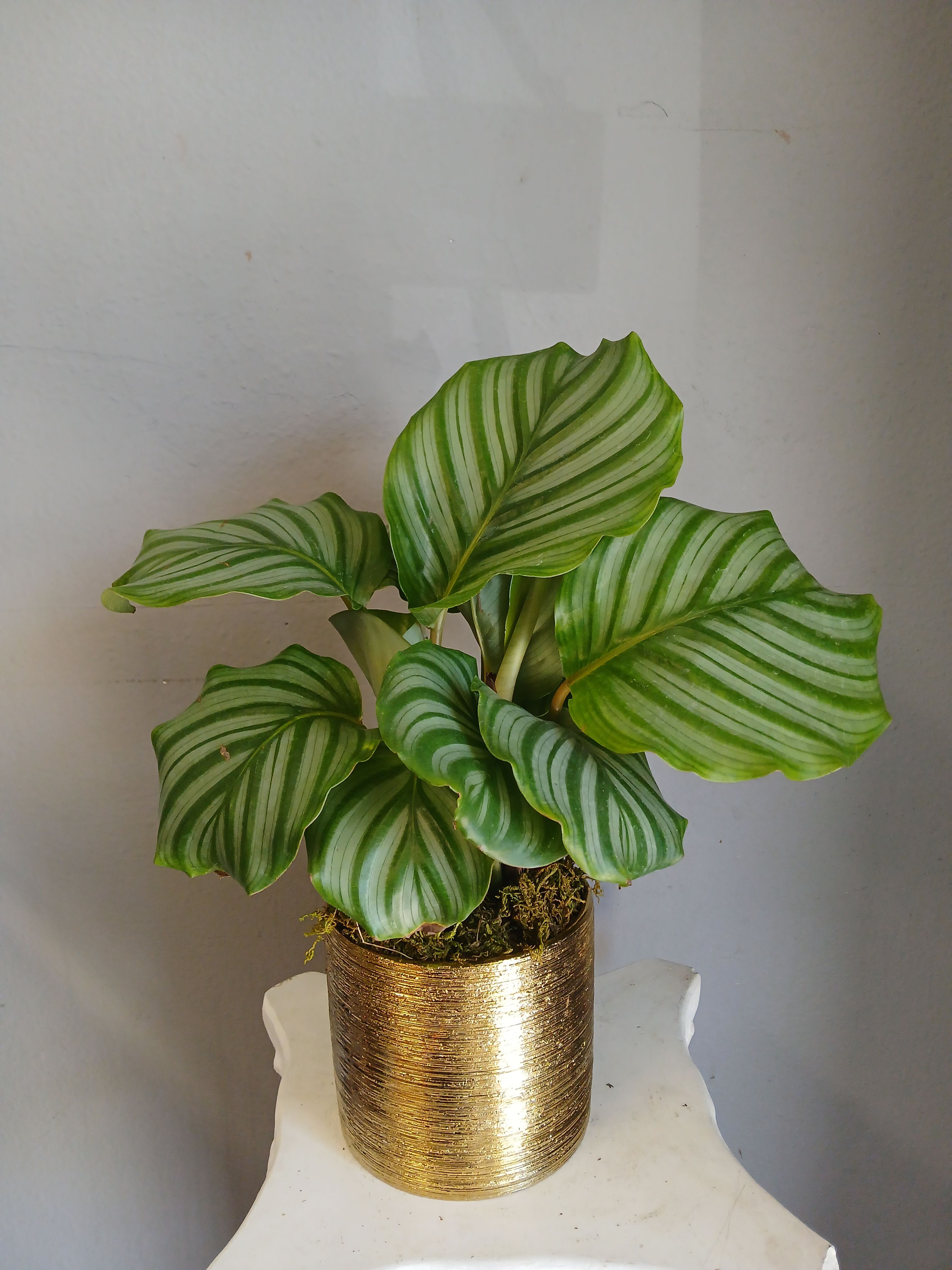 #PL 21 Calathea Orbifolia - Broad, glossy leaves banded in soft light-and-dark green stripes give this compact potted plant an immediate tropical elegance-perfect as a housewarming gift or a calming desk companion. As a green plant arrangement for everyday display, it reads fresh and modern; the person you're thinking of will feel noticed by its quiet, living presence.