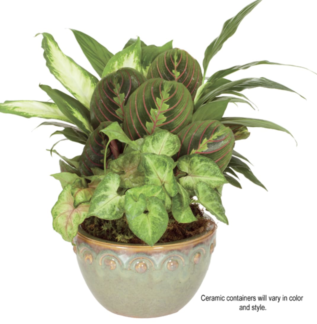 Mixed green houseplants with patterned foliage in a round green ceramic bowl