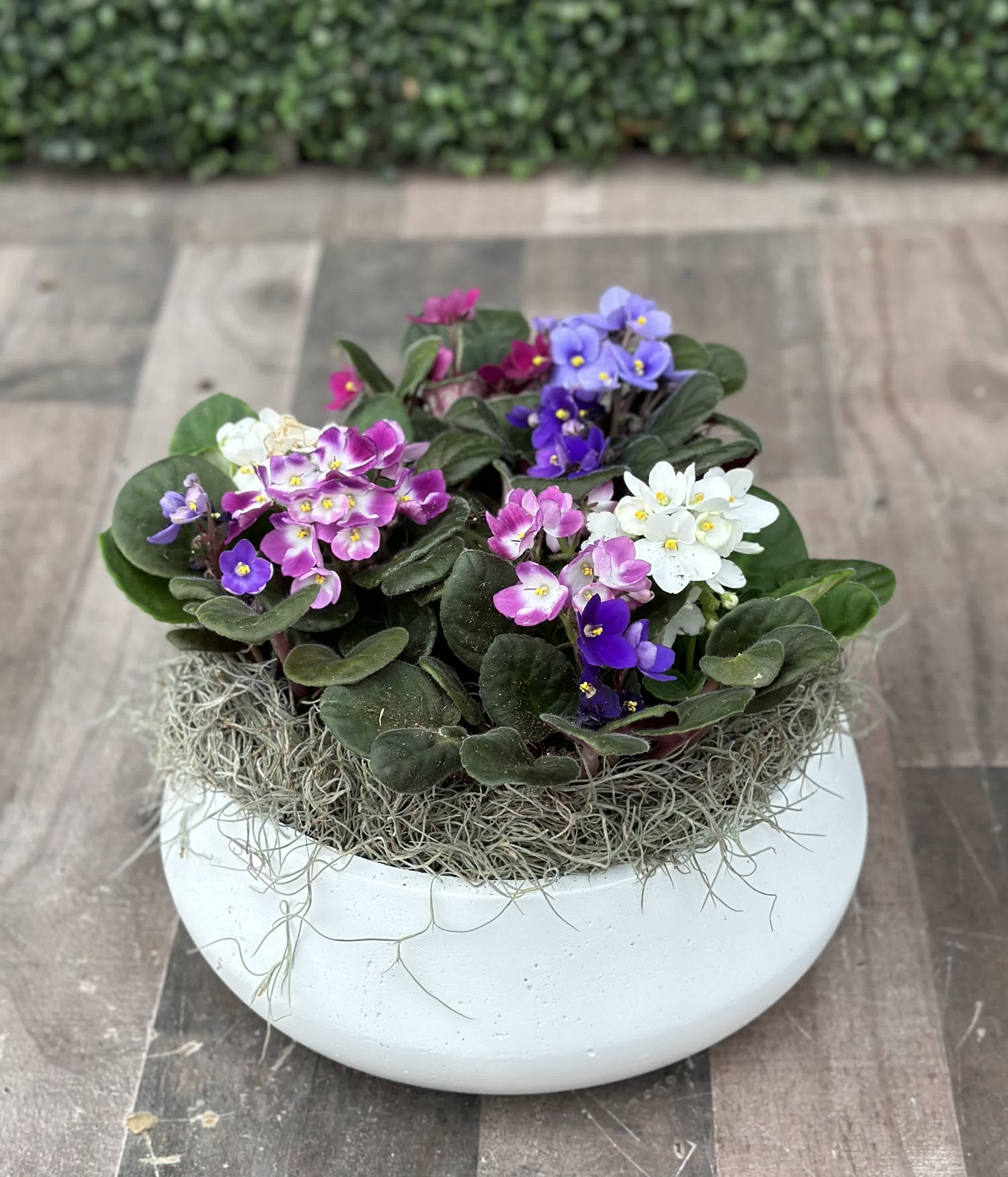 AFRICAN VIOLET BOWL - An assortment of African violets in a decorative bowl with decorative moss. 