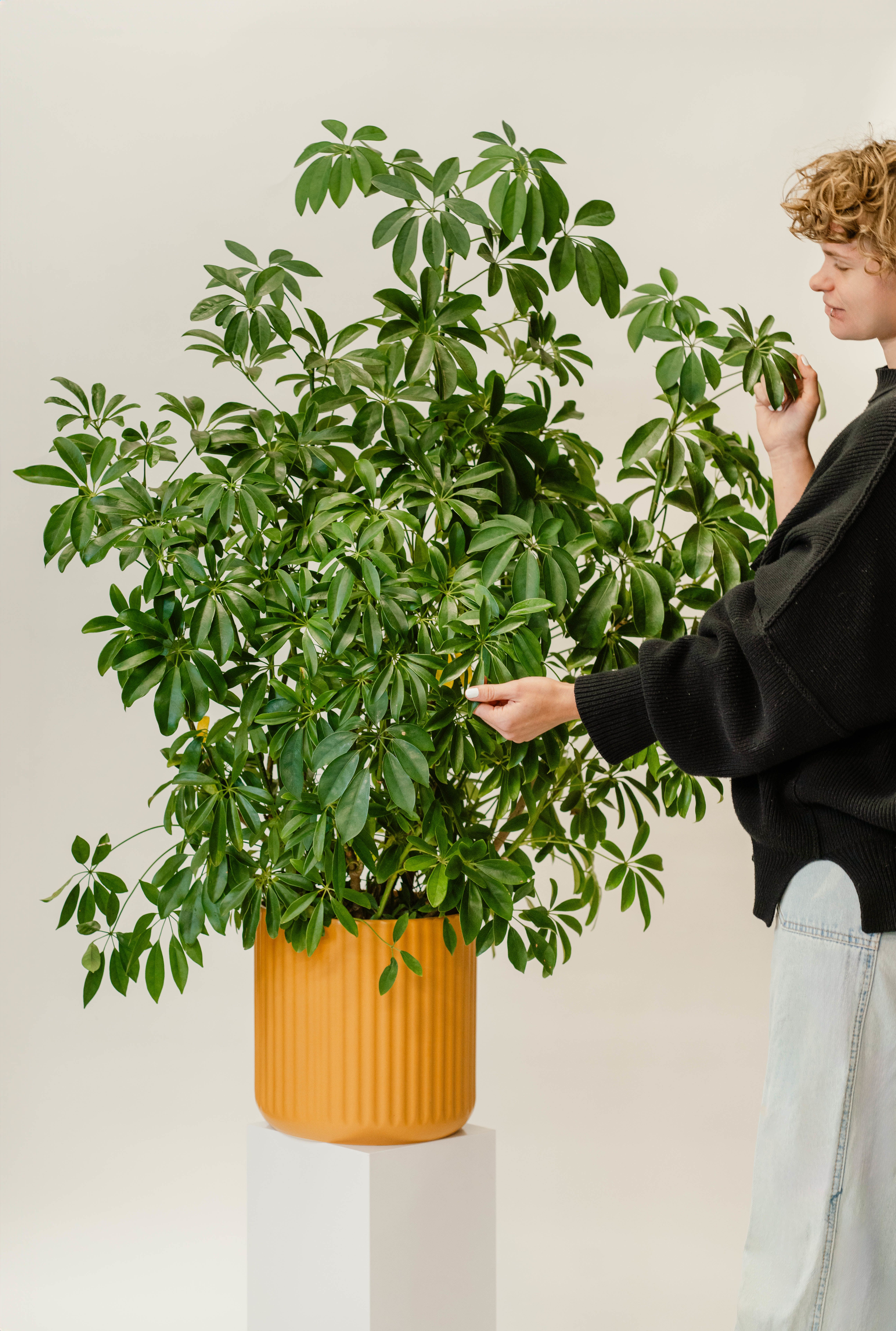 Large potted green houseplant in an orange ribbed planter