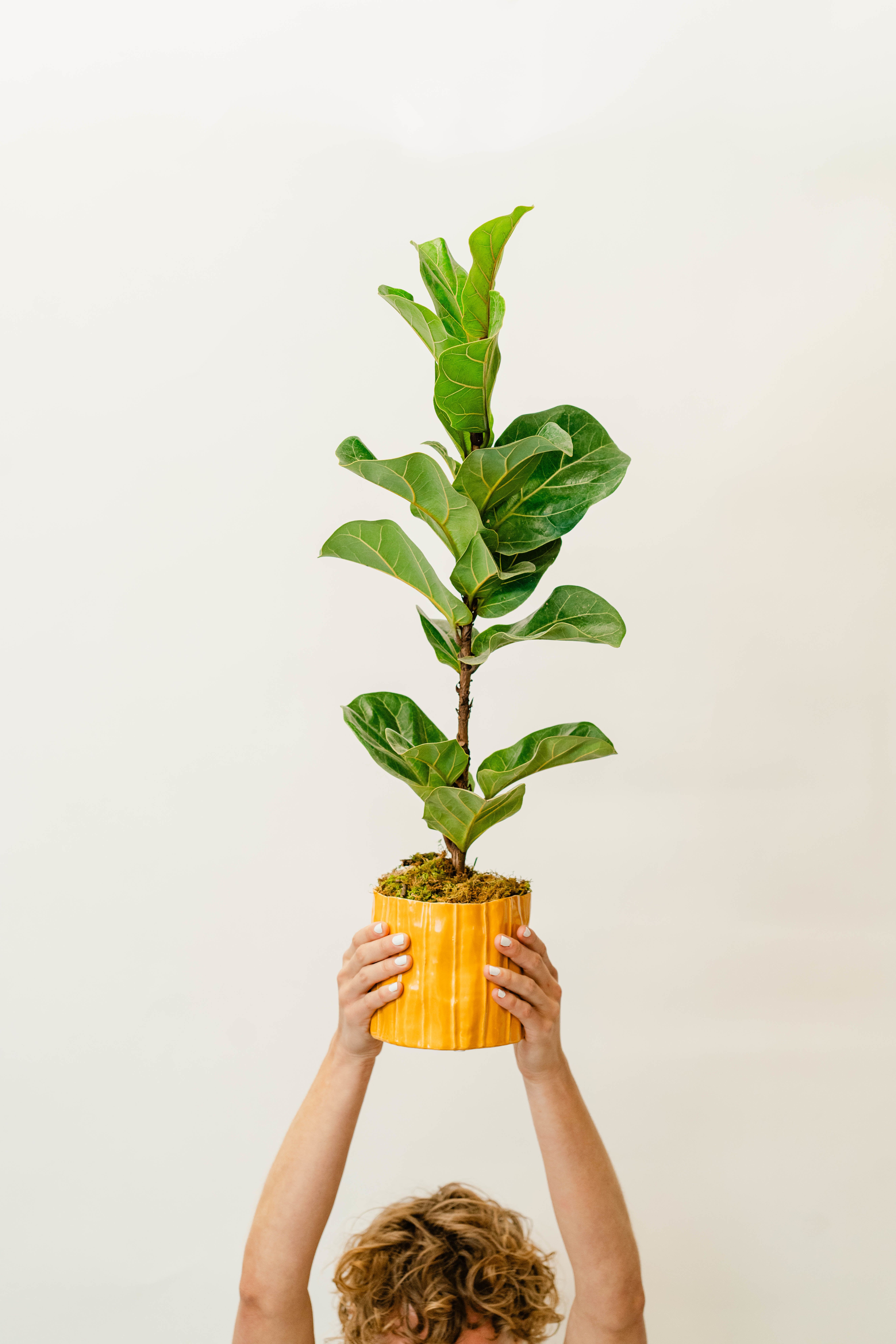 Potted fiddle leaf fig plant held overhead in a yellow pot