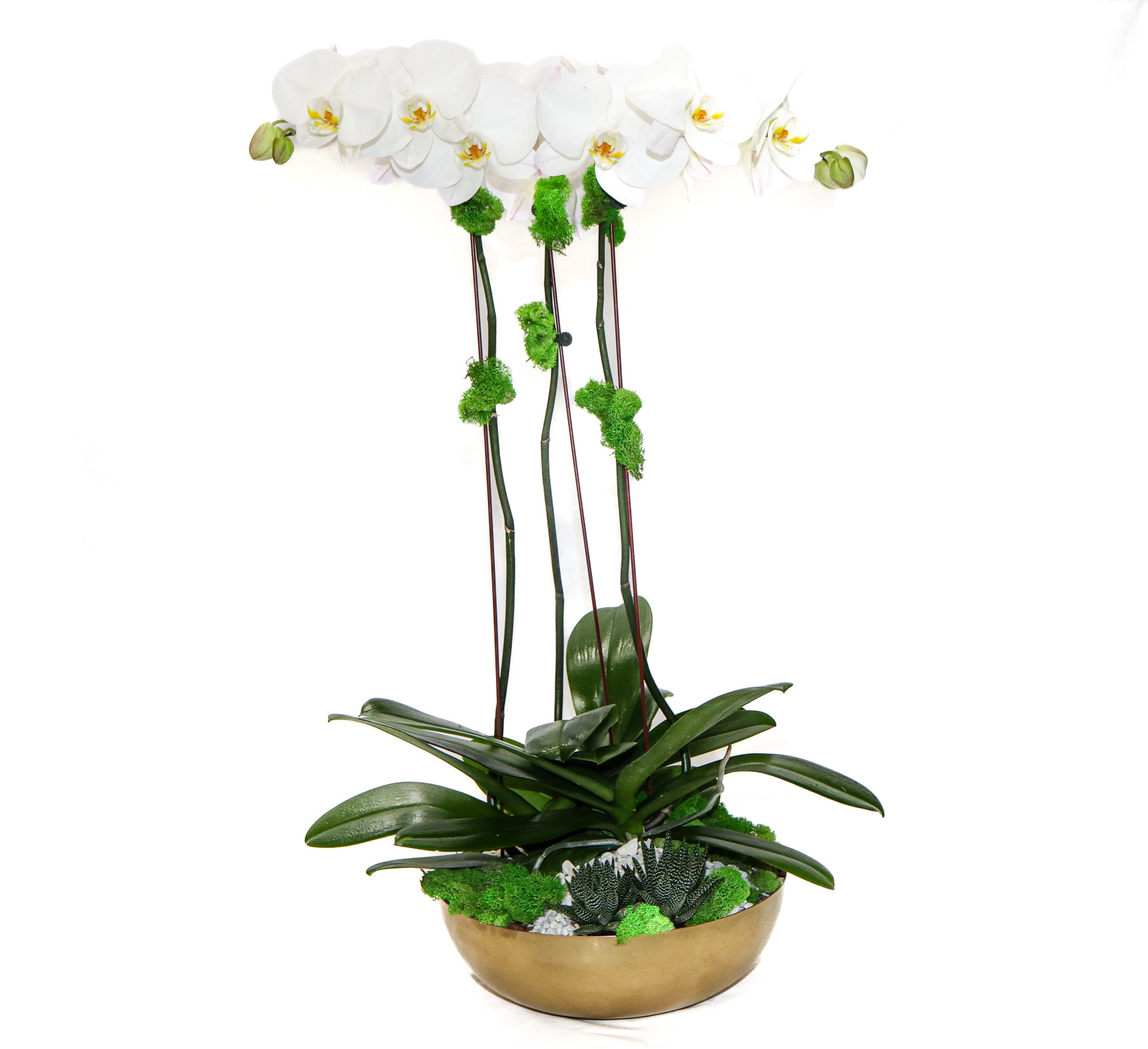 White orchid arrangement in a gold bowl with succulents