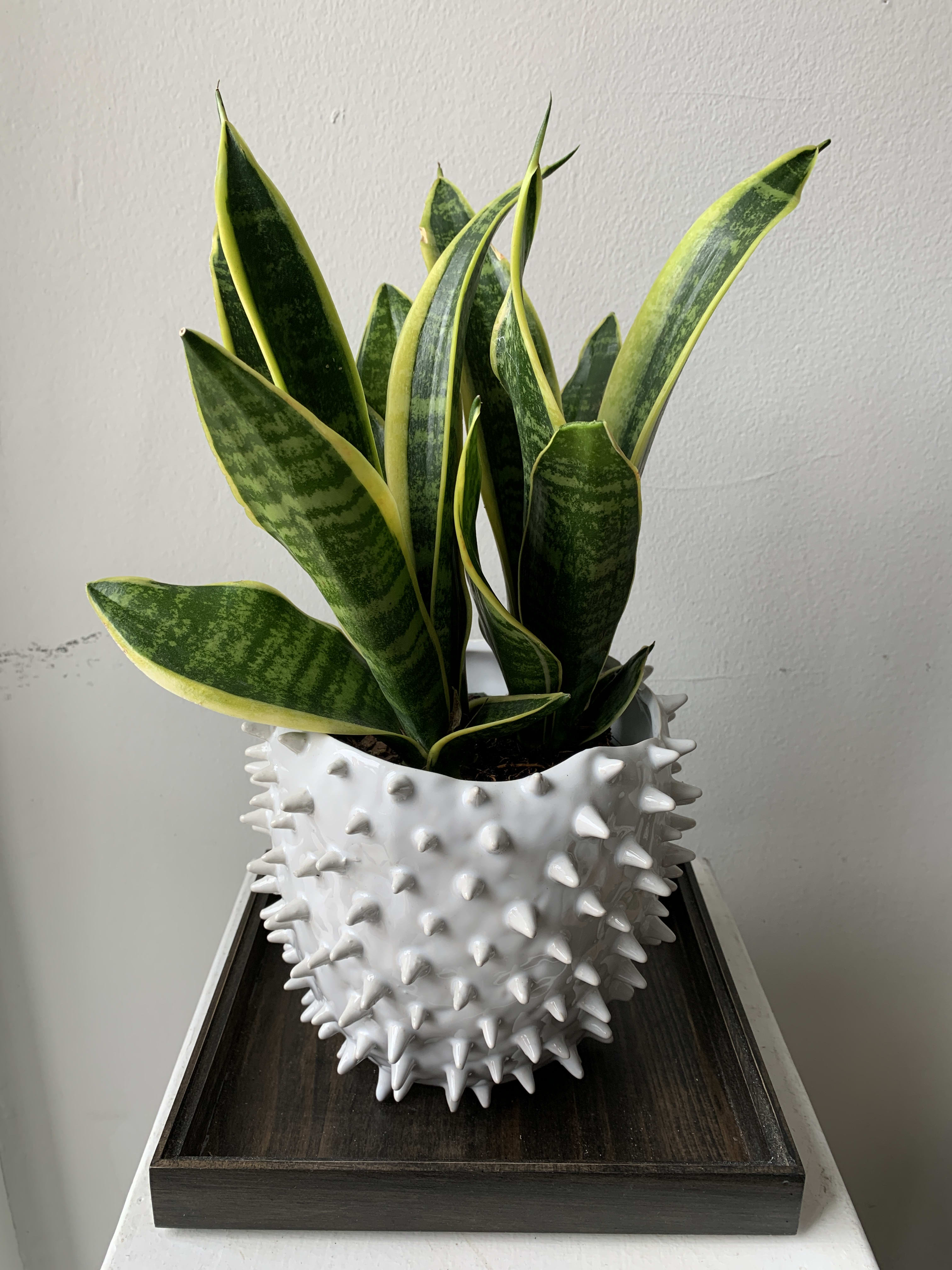 Snake plant in a white spiked ceramic pot