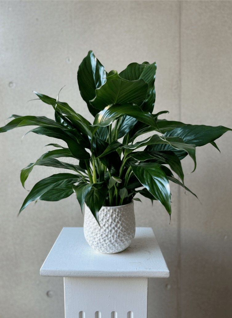Potted green houseplant in a white textured pot