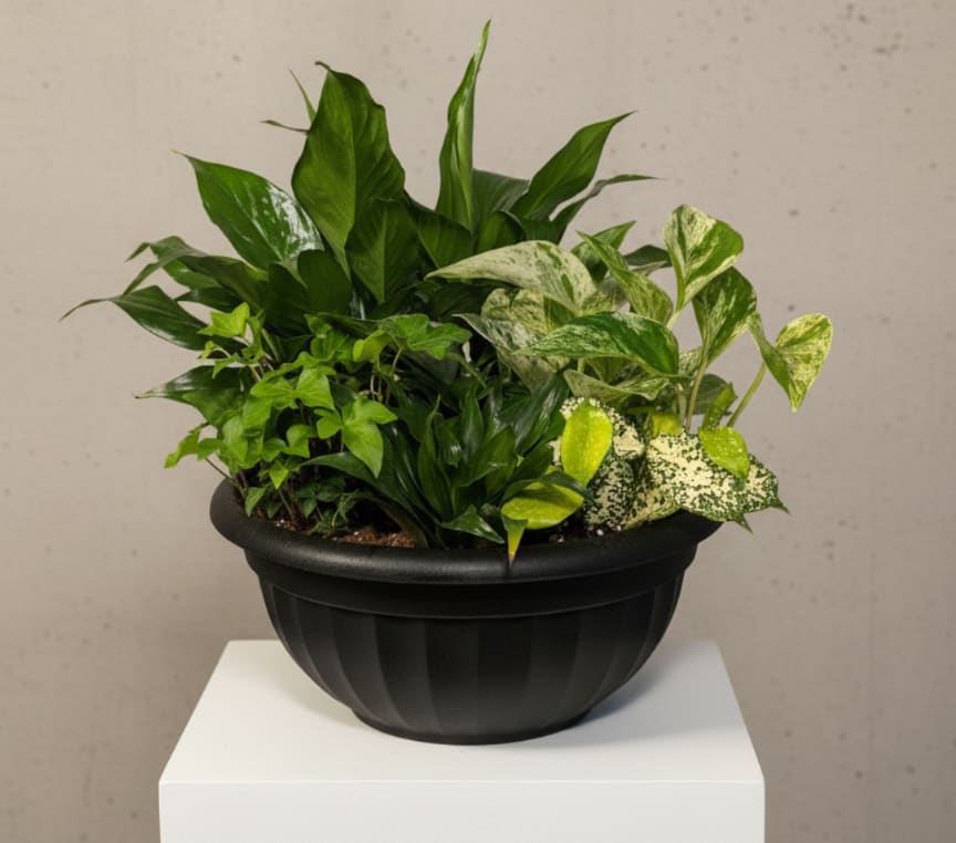 Dish Garden- Deluxe - A beautiful mixture of houseplants to acknowledge any occasion. Houseplant varieties may include, but are not limited to; ivy, spathyphyllium, coffee plant, palm, bird nest fern, pink splash, dieffenbachia, and white butterfly. *Container color may vary between black, tan, and grey. 