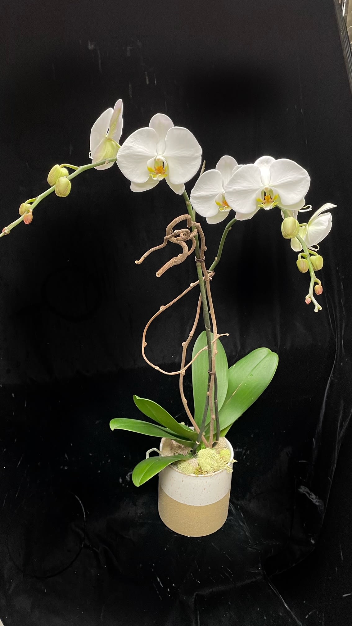 Tall white phalaenopsis orchid plant in a two-tone ceramic pot against a black background