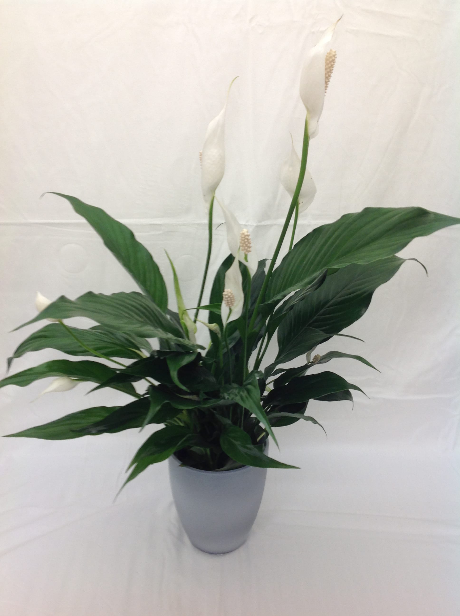 Peaceful  - Peace lily one of the easiest plants to send if they don't have a green thumb!